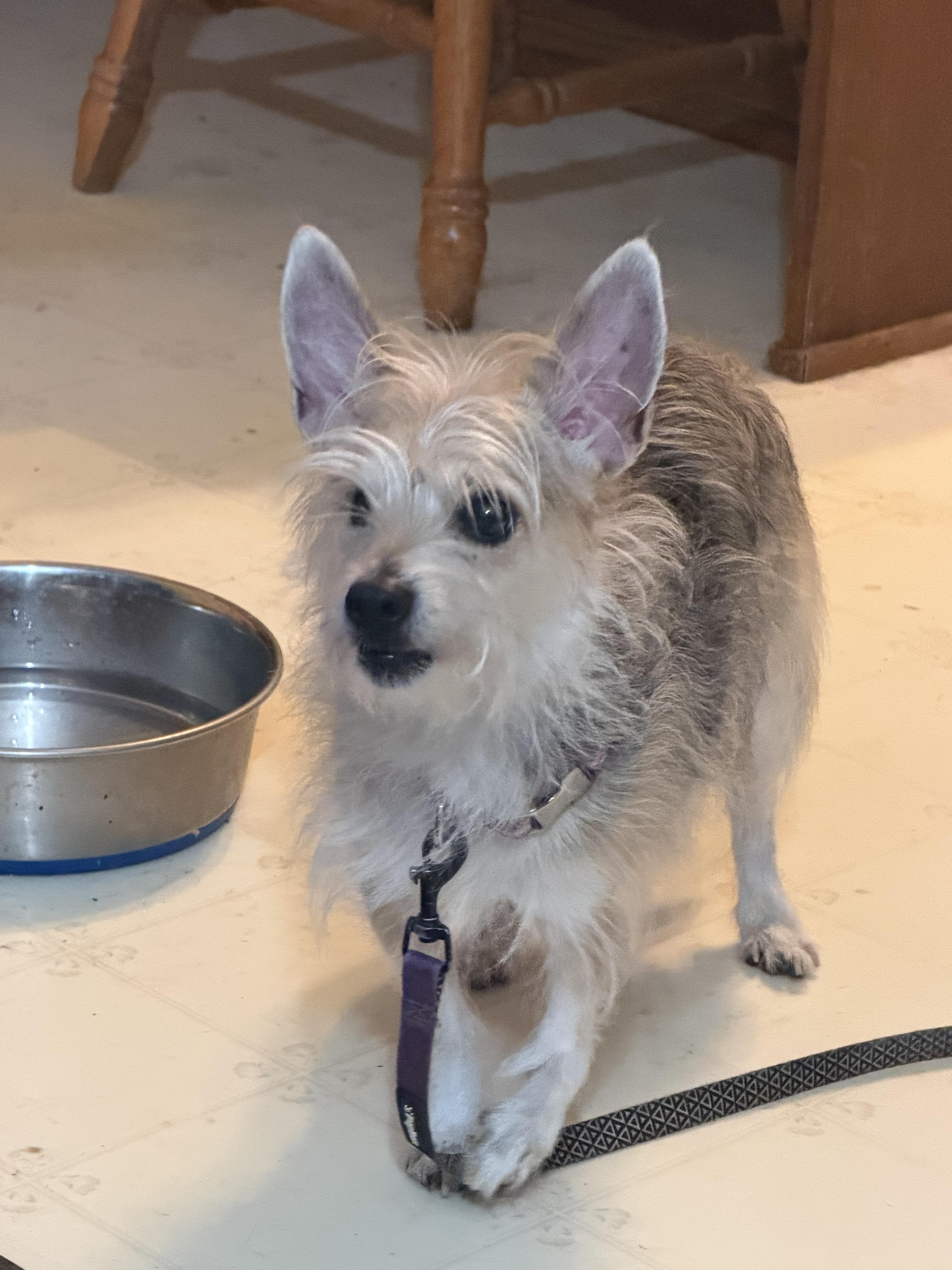 Tinkerbell, a ADOPTABLE Chorkie in Peoria, IL image 2/4