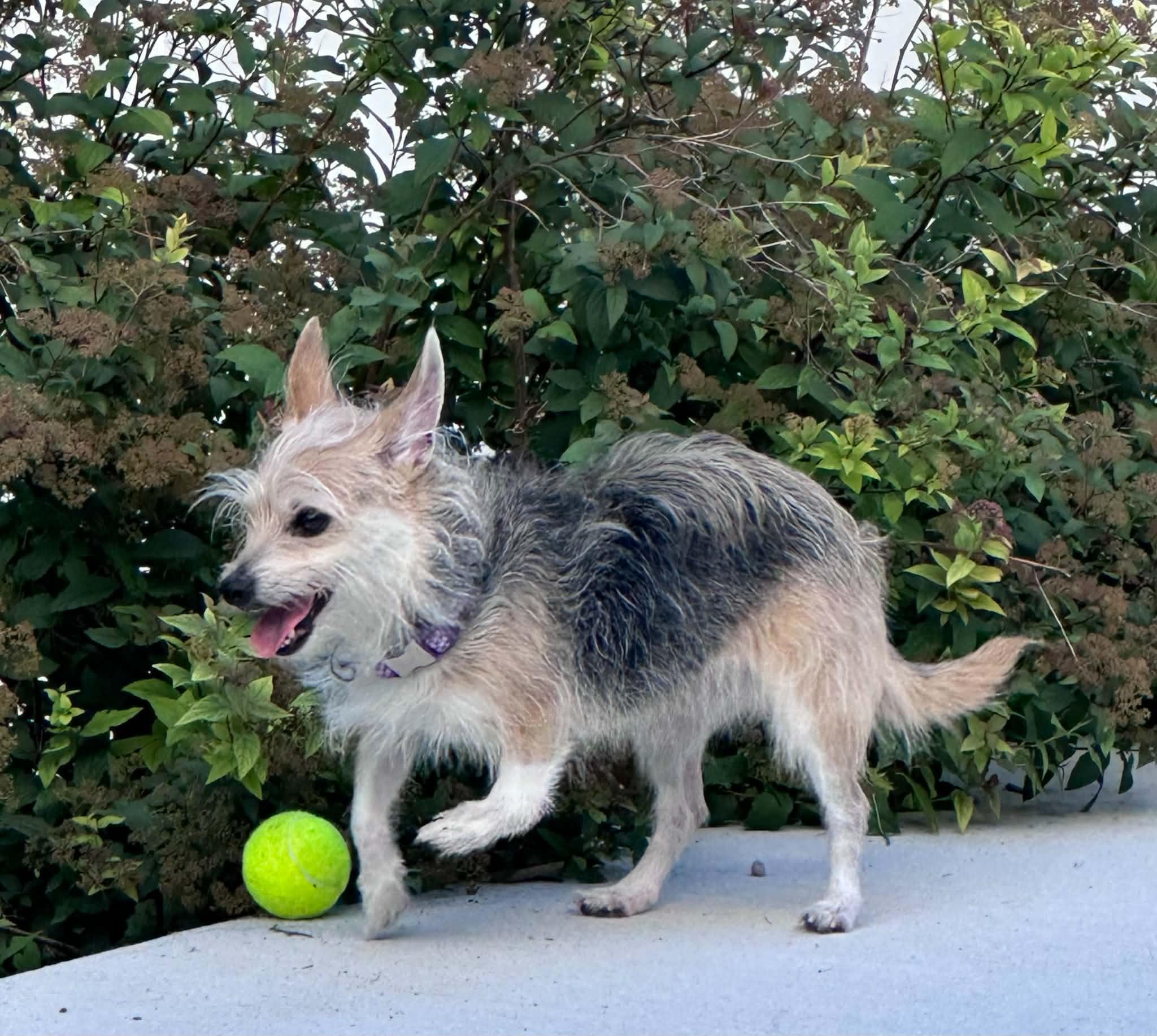 Tinkerbell, a ADOPTABLE Chorkie in Peoria, IL image 4/4