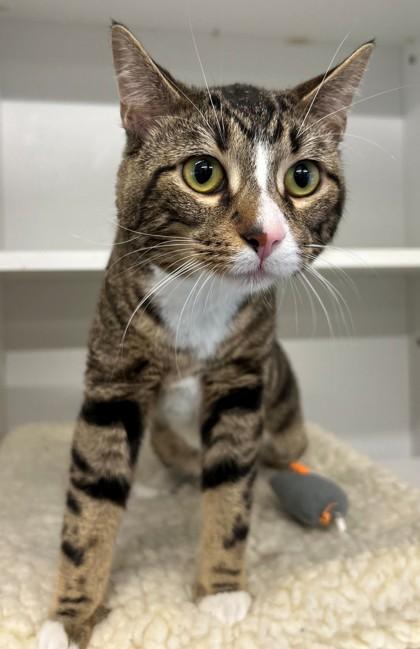 Ribeye, a Adoptable Domestic Short Hair in Downers Grove, IL image 1/3