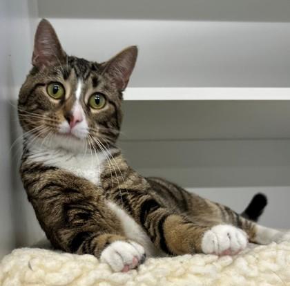 Ribeye, a Adoptable Domestic Short Hair in Downers Grove, IL image 2/3