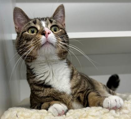 Ribeye, a Adoptable Domestic Short Hair in Downers Grove, IL image 3/3