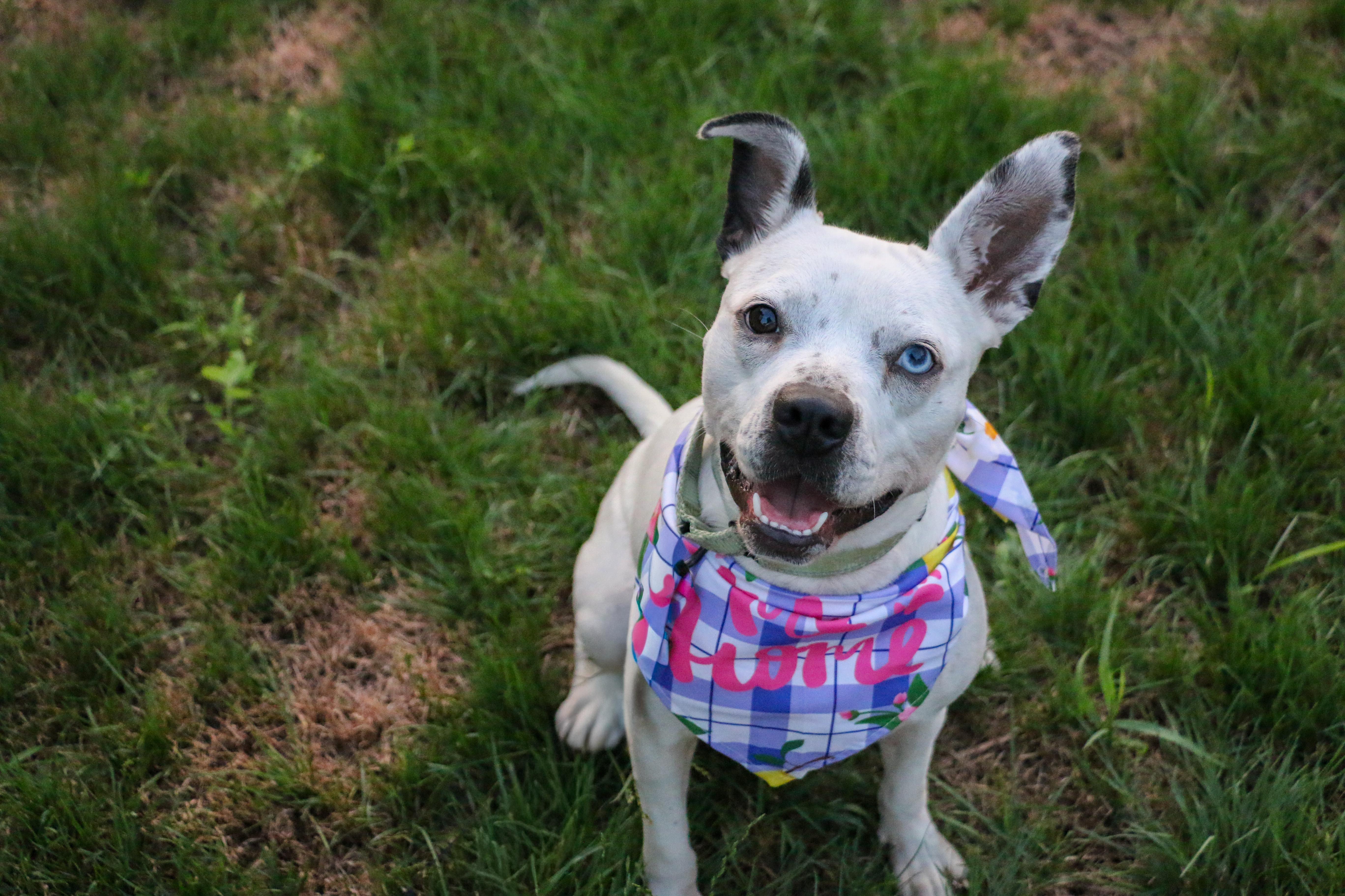 Enlarge Playful Delta Dawn, a Adoptable mixed breed in Reading, PA image 4/6