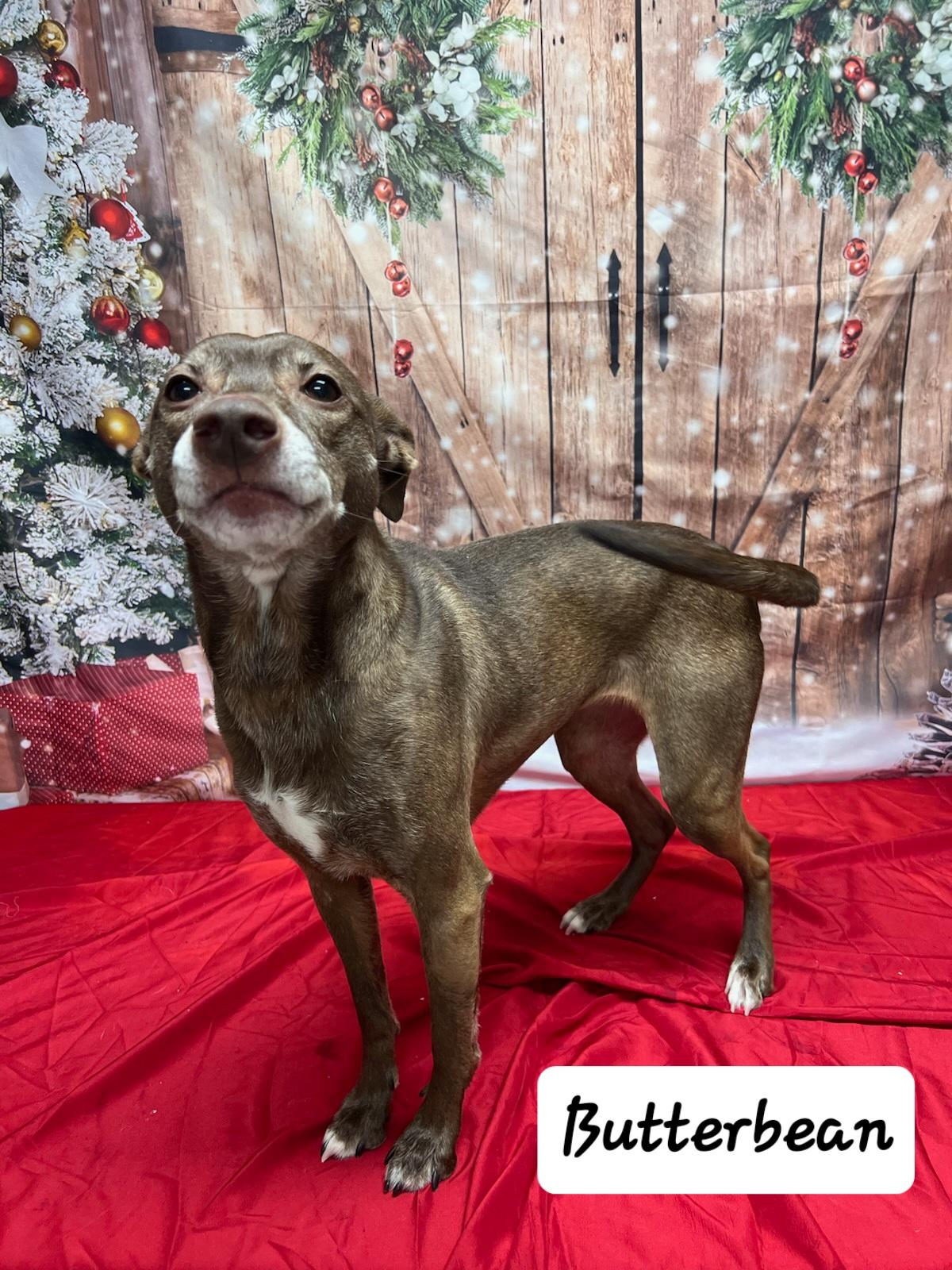 Enlarge Butterbean, a Adoptable mixed breed in Urbana, OH image 1/1