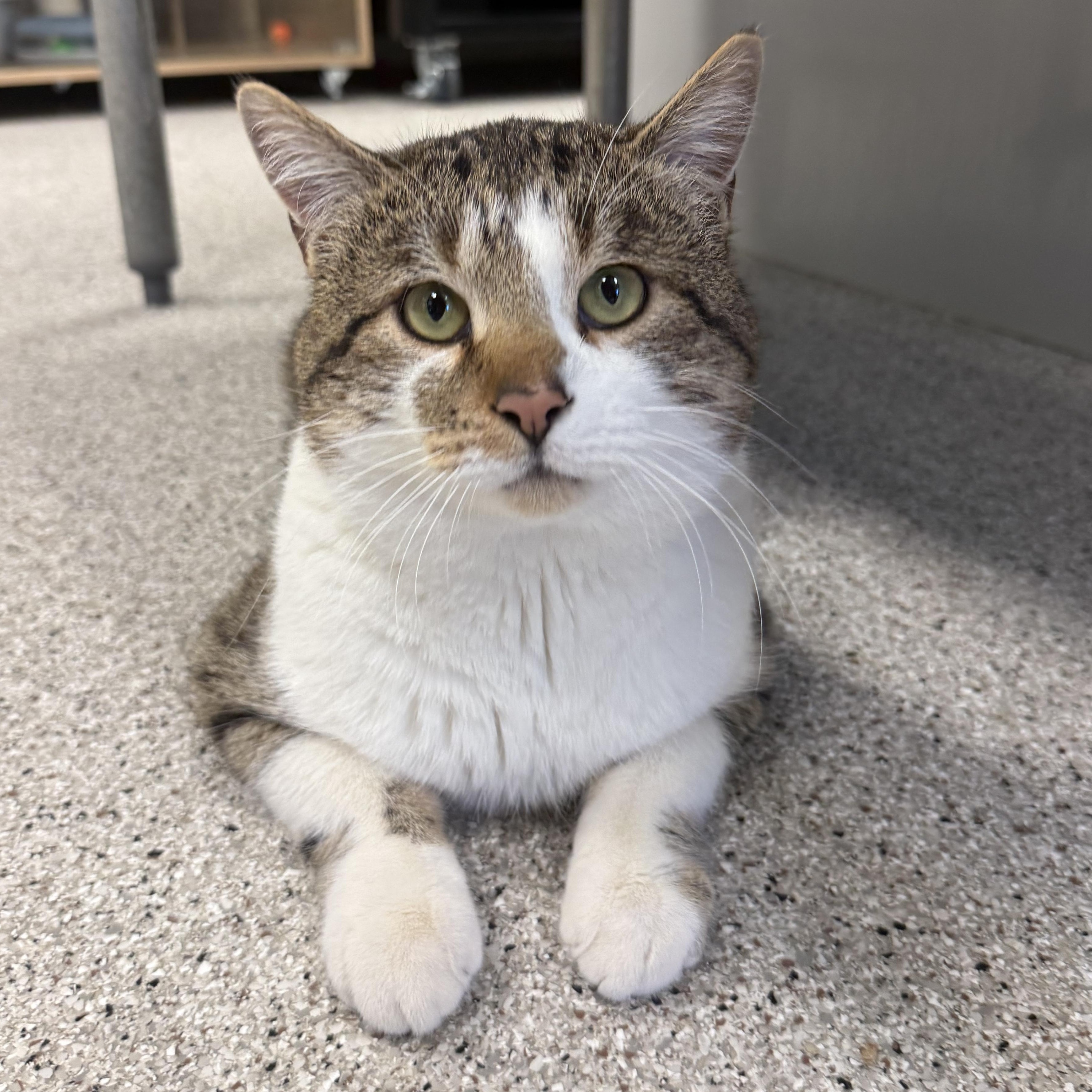 Hercules, ADOPTABLE, Adult Male Domestic Short Hair.