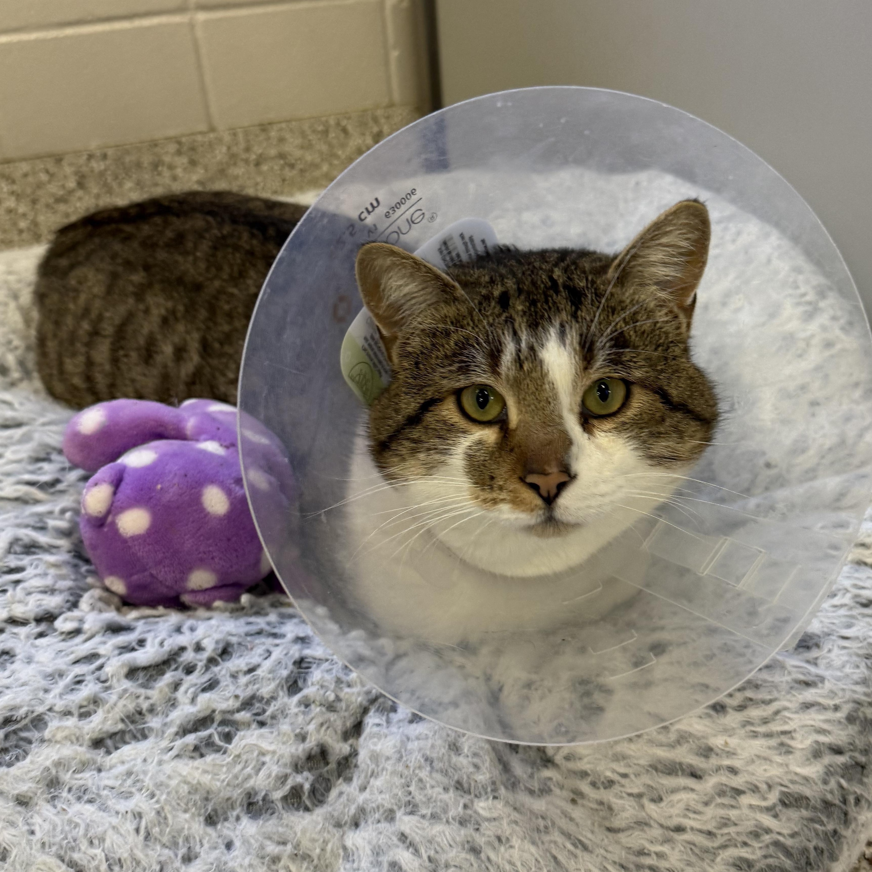 Enlarge Hercules, a ADOPTABLE Domestic Short Hair in Kearney, NE image 2/2