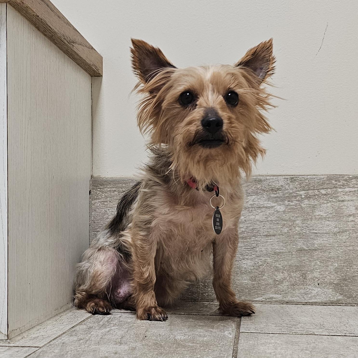 Enlarge CHLOE/ADOPTION PENDING!, a Adoptable Yorkshire Terrier in Fenton, MI image 3/6