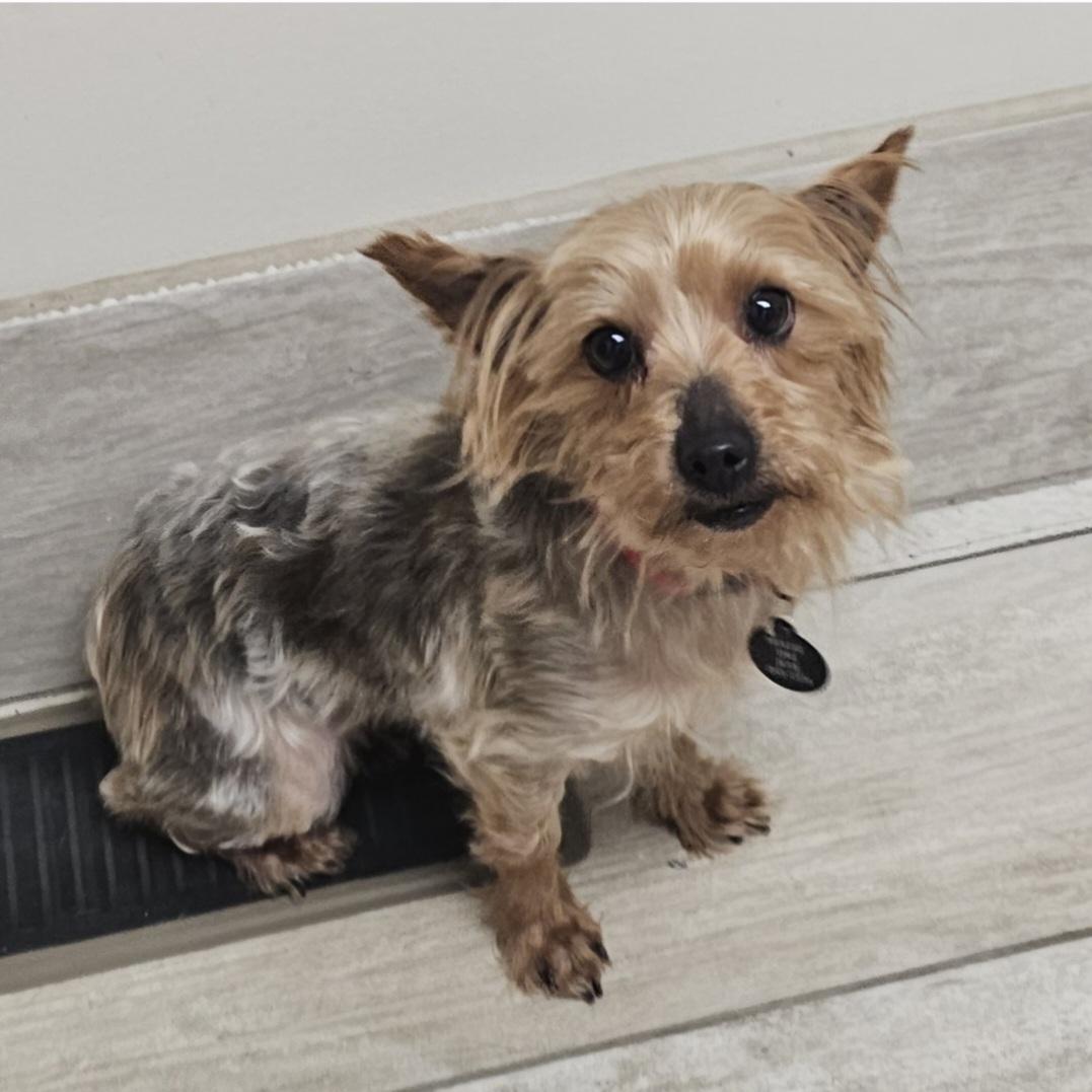 Enlarge CHLOE/ADOPTION PENDING!, a Adoptable Yorkshire Terrier in Fenton, MI image 6/6