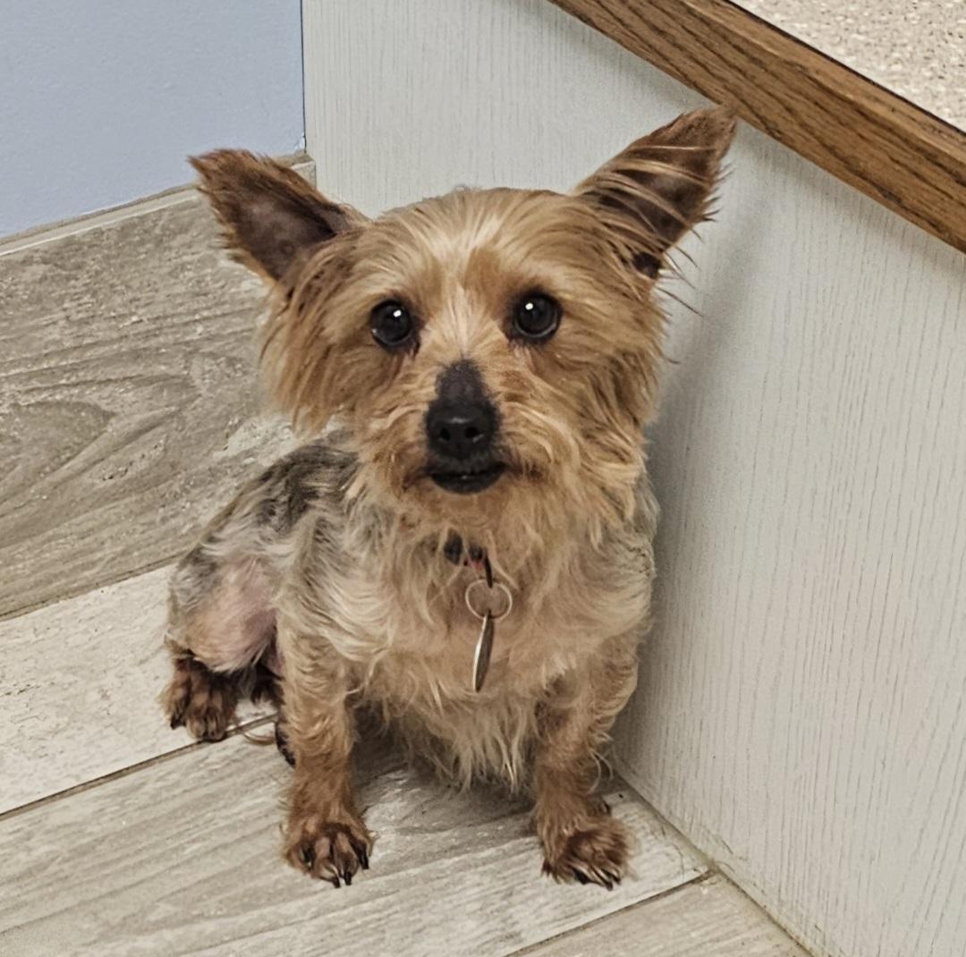 Enlarge CHLOE/ADOPTION PENDING!, a Adoptable Yorkshire Terrier in Fenton, MI image 2/6