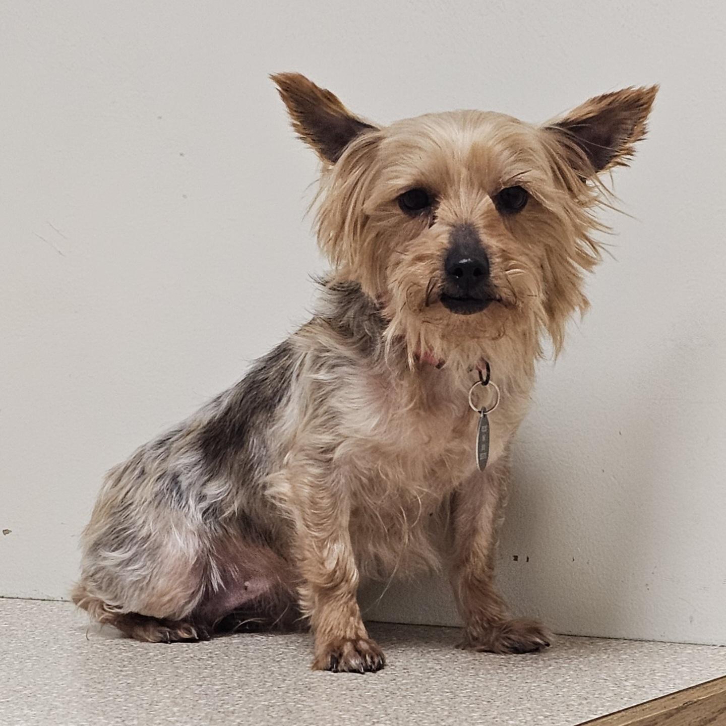 Enlarge CHLOE/ADOPTION PENDING!, a Adoptable Yorkshire Terrier in Fenton, MI image 5/6