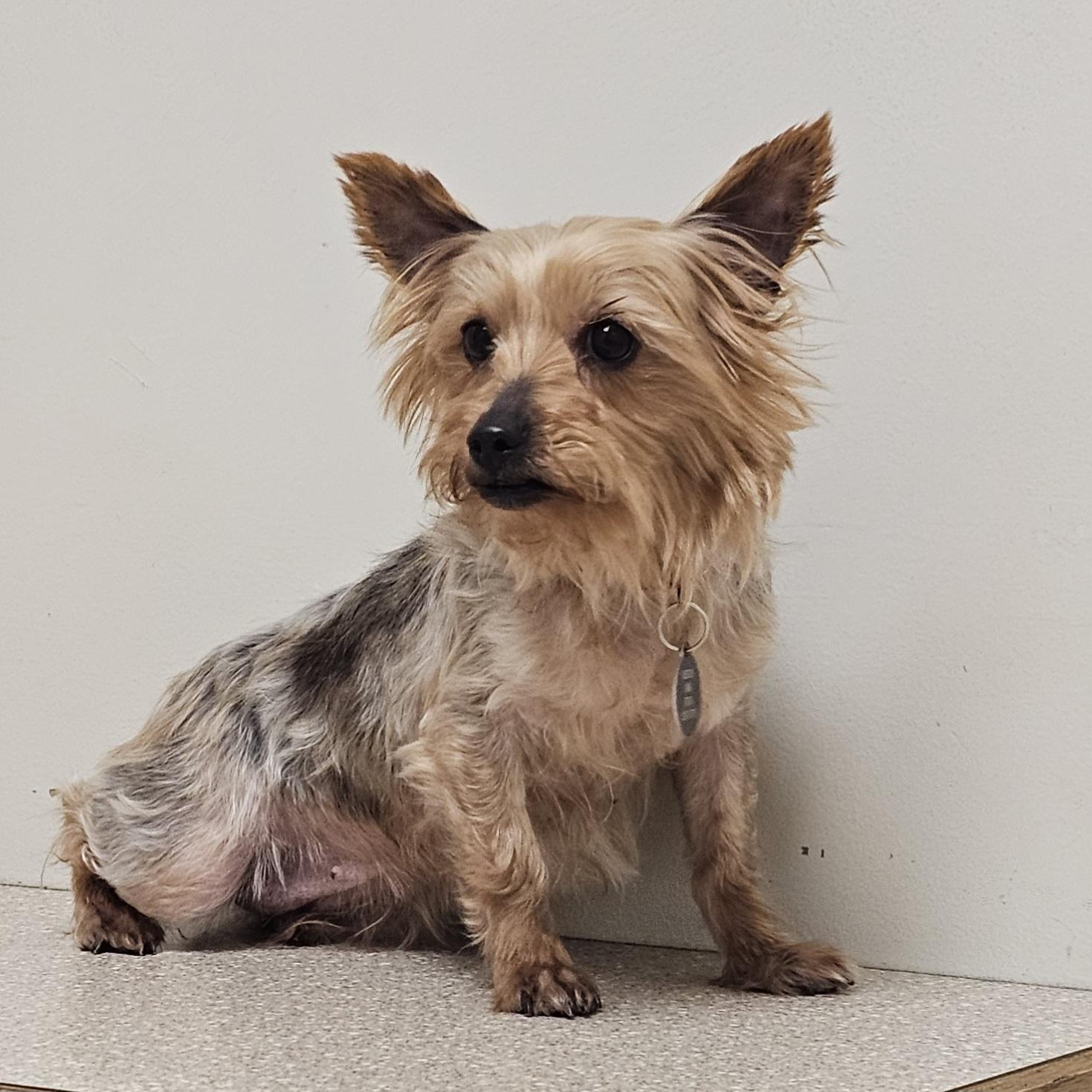Enlarge CHLOE/ADOPTION PENDING!, a Adoptable Yorkshire Terrier in Fenton, MI image 4/6