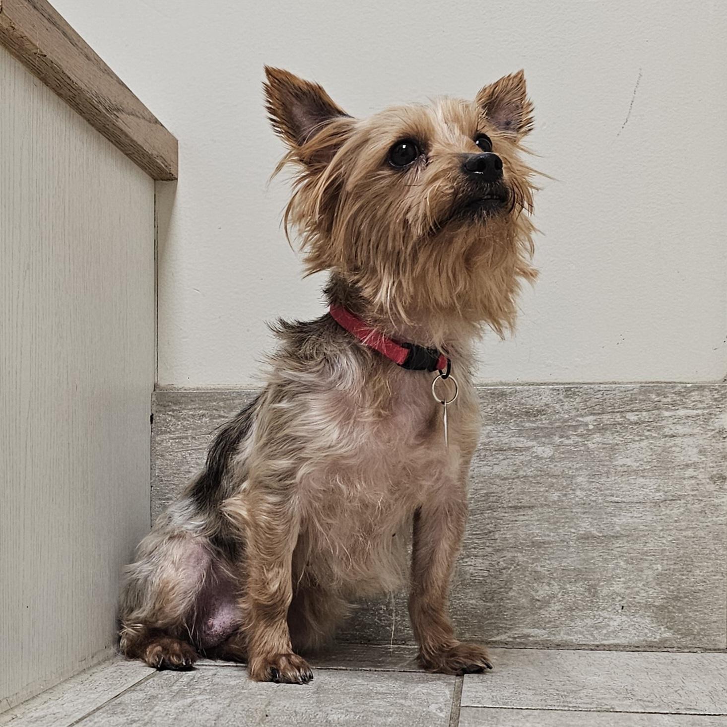 Enlarge CHLOE/ADOPTION PENDING!, a Adoptable Yorkshire Terrier in Fenton, MI image 1/6