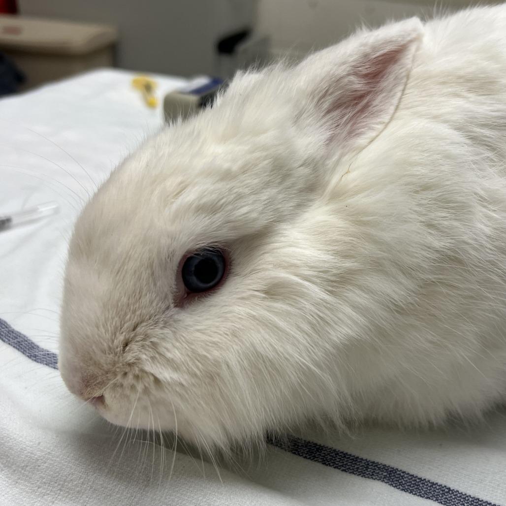 Uno, Adoptable, Baby Female Lionhead.