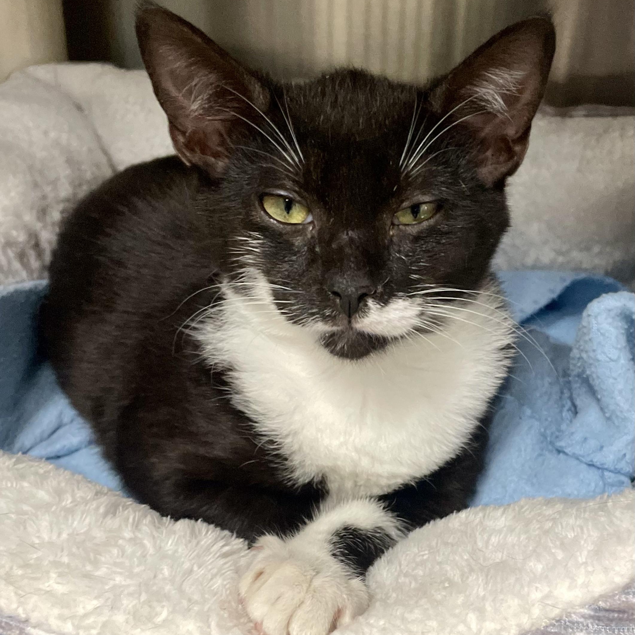 Enlarge Blitzy, a ADOPTABLE Domestic Short Hair in Fernandina Beach, FL image 1/2