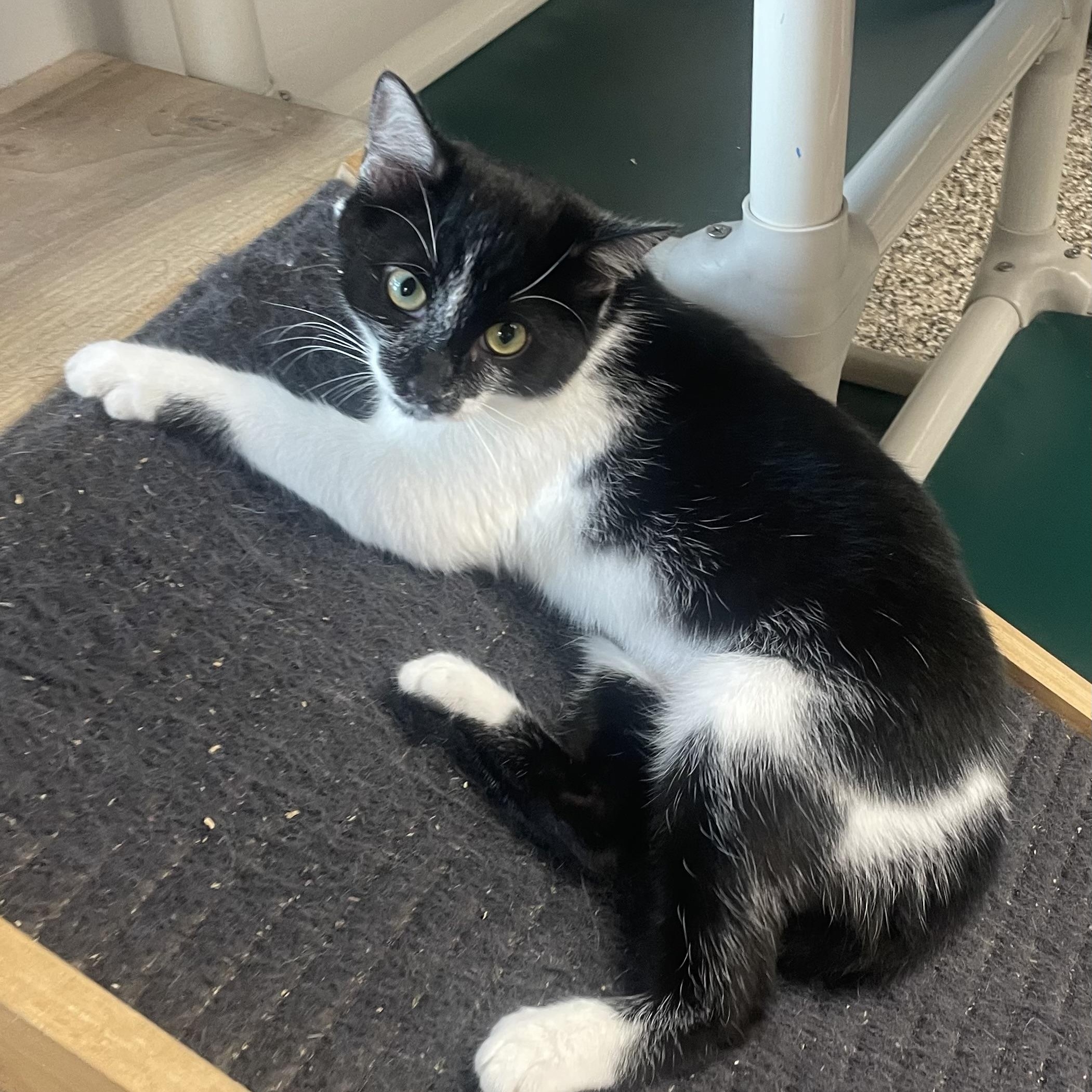 Enlarge Blitzy, a ADOPTABLE Domestic Short Hair in Fernandina Beach, FL image 2/2