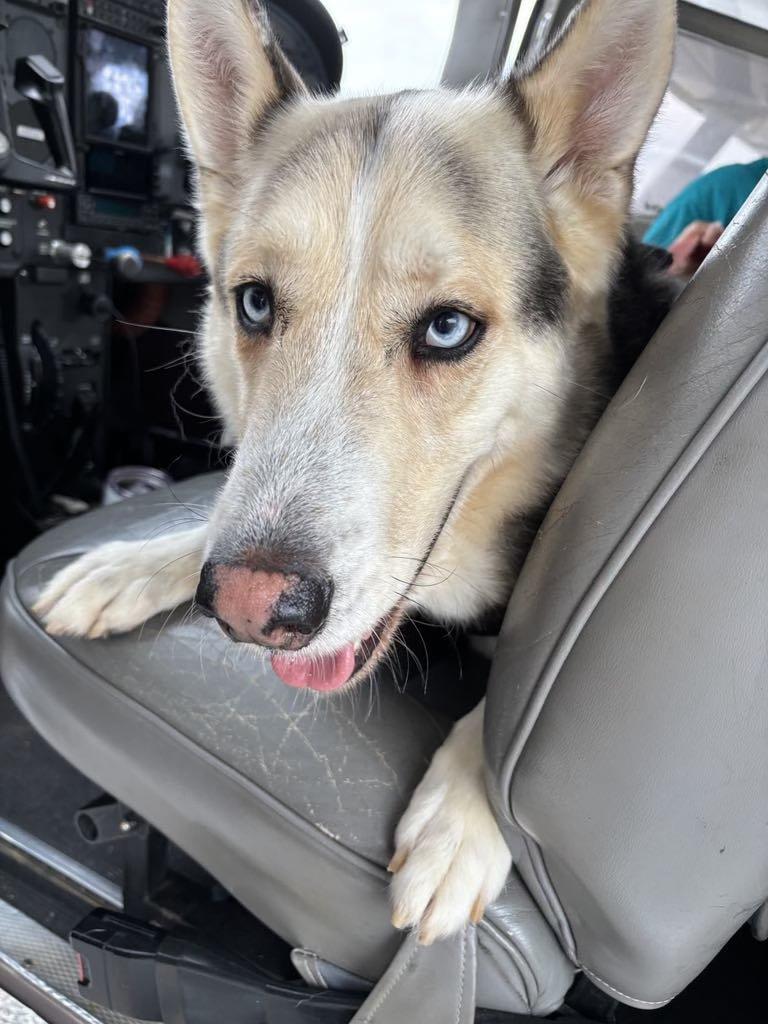 Logan, a Adoptable mixed breed in New Smyrna Beach, FL image 2/3