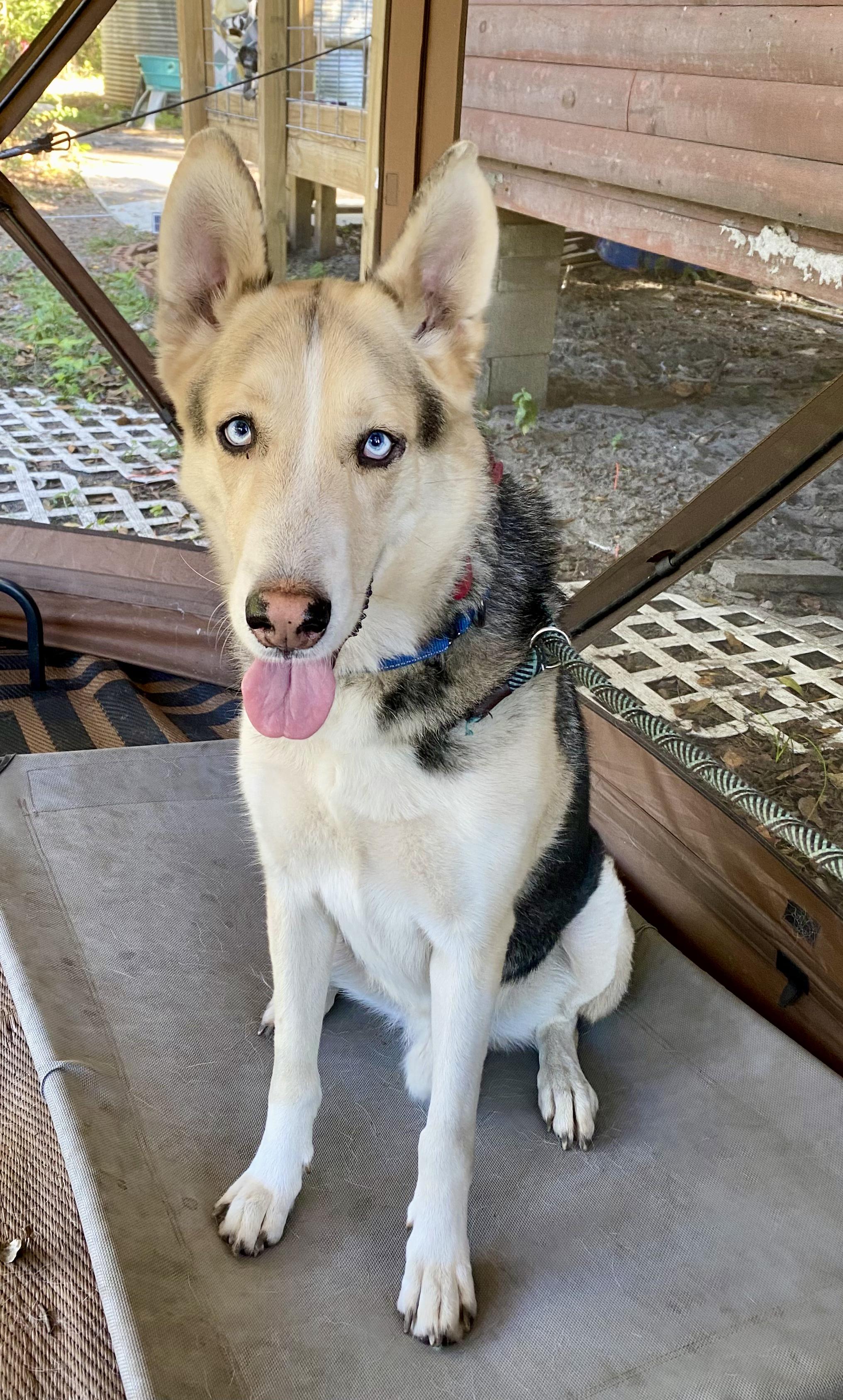 Logan, Adoptable, Young Male Shepherd.