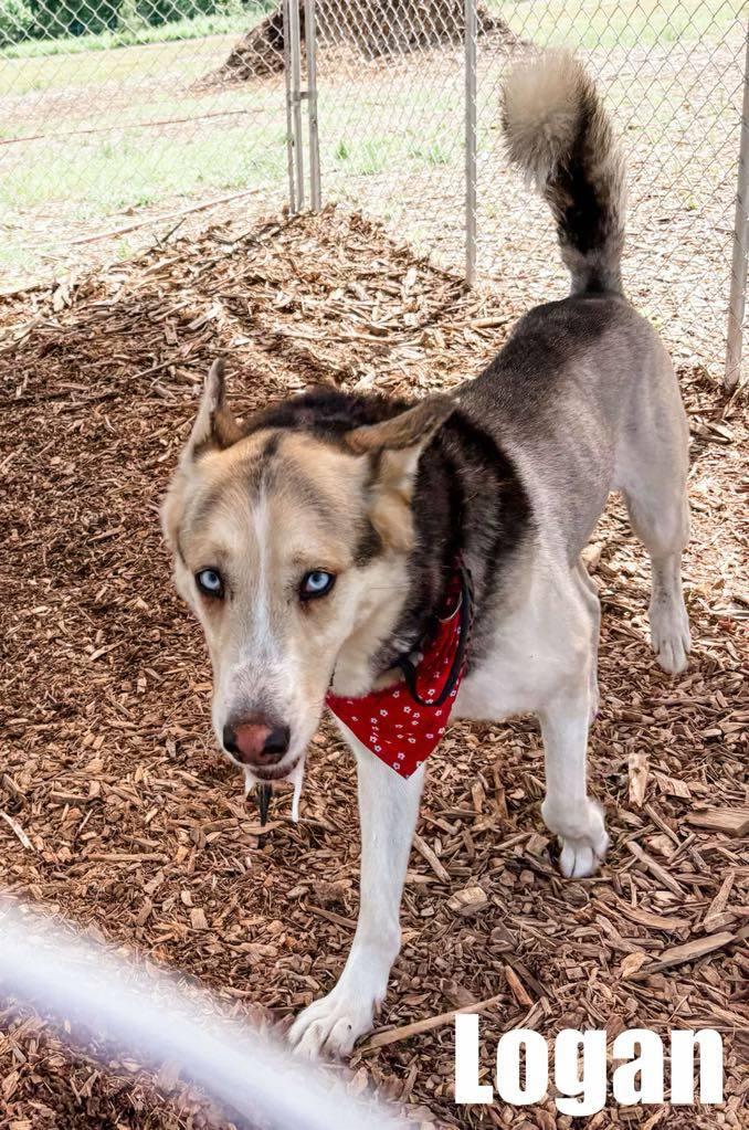 Logan, a Adoptable mixed breed in New Smyrna Beach, FL image 3/3