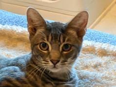 Enlarge Tobias, a Adoptable Domestic Short Hair in Hawthorne, NJ image 1/1