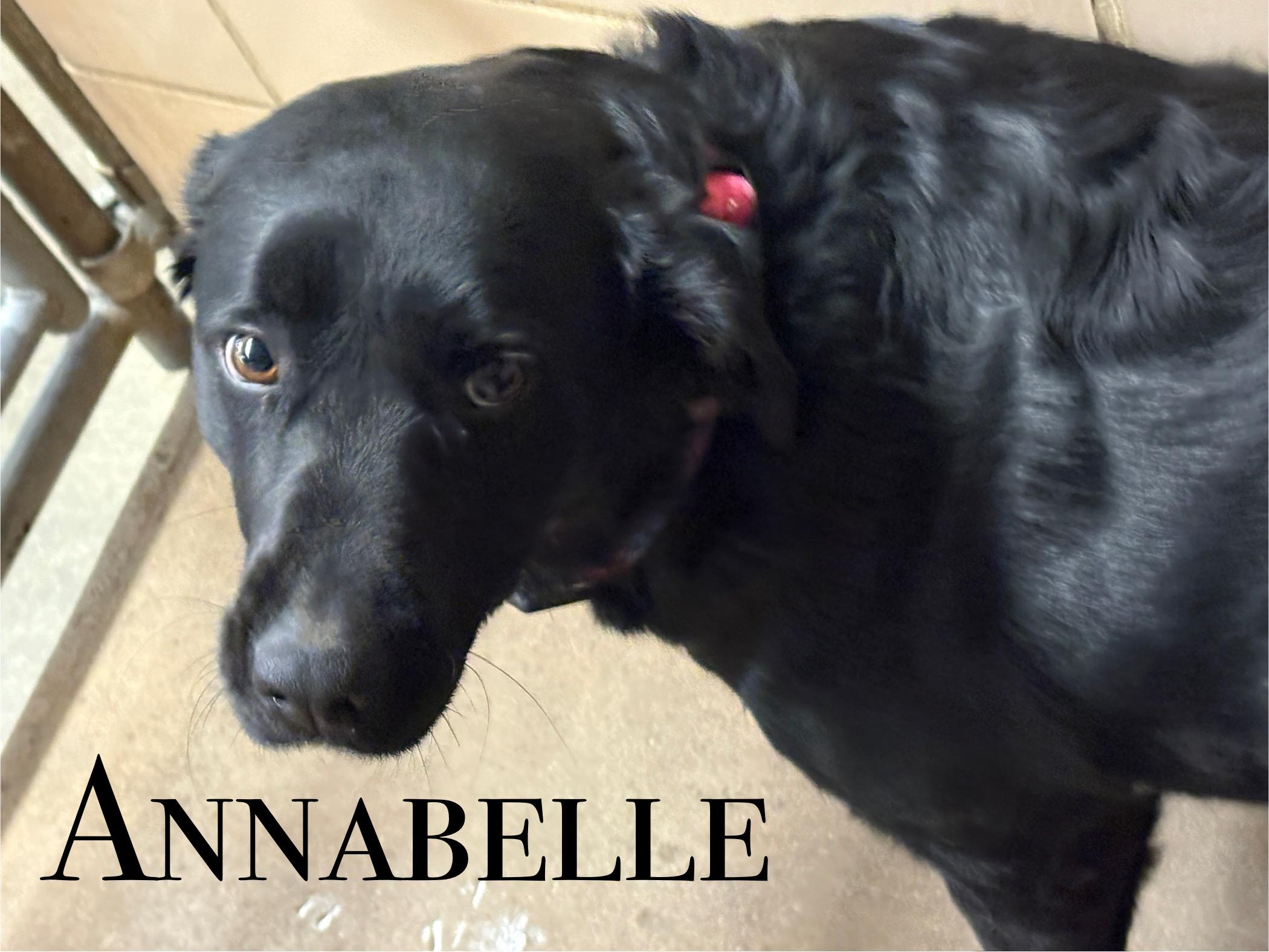 Annabelle, ADOPTABLE, Adult Female Black Labrador Retriever.