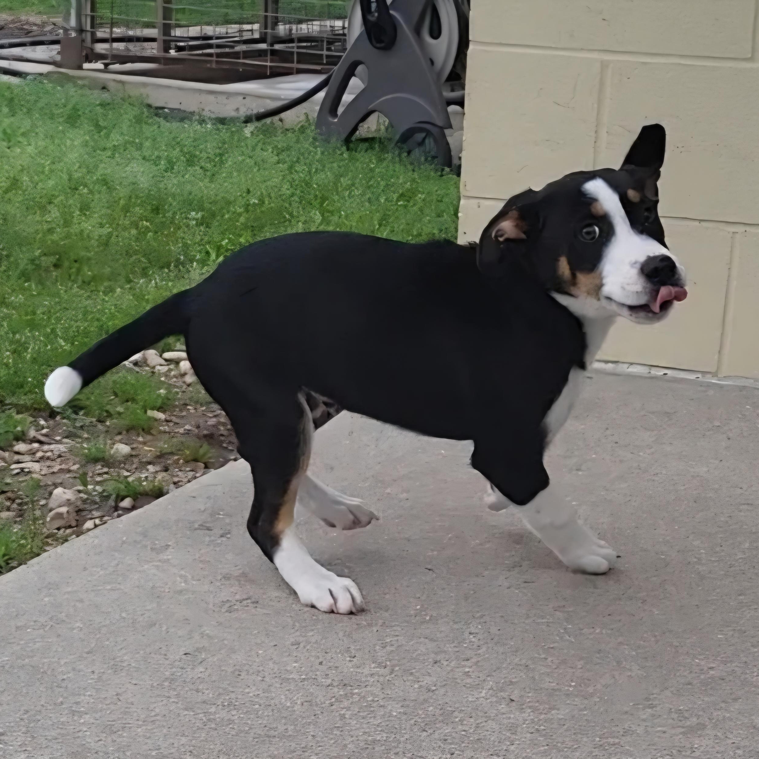 Enlarge Chevy, an adopted mixed breed in Rockdale, TX image 3/3