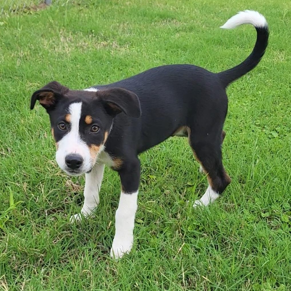 Enlarge Chevy, an adopted mixed breed in Rockdale, TX image 2/3