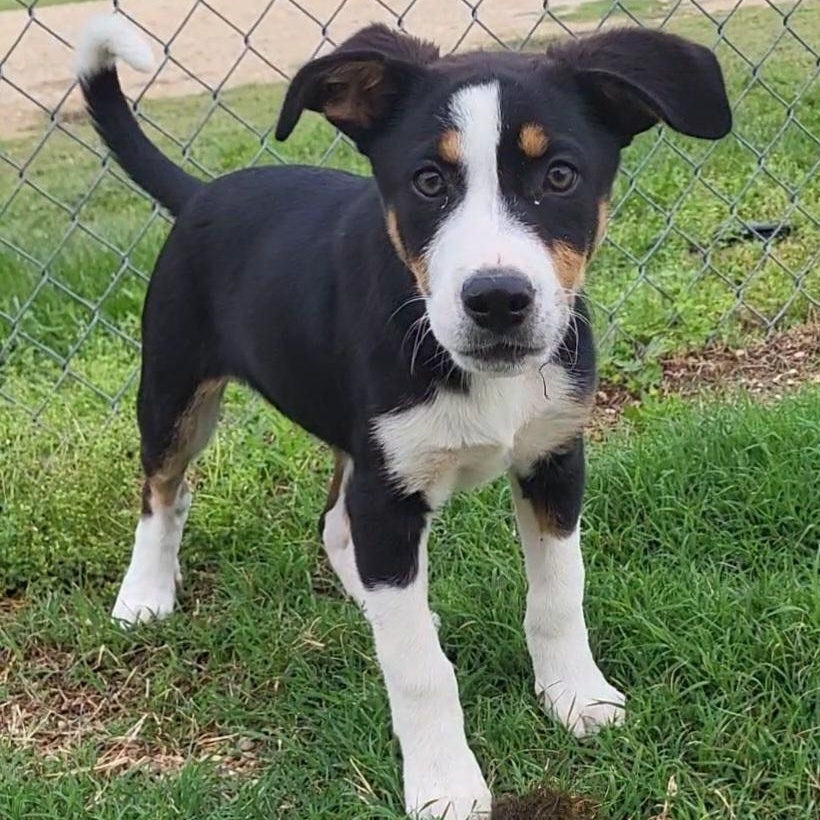 Enlarge Chevy, an adopted mixed breed in Rockdale, TX image 1/3