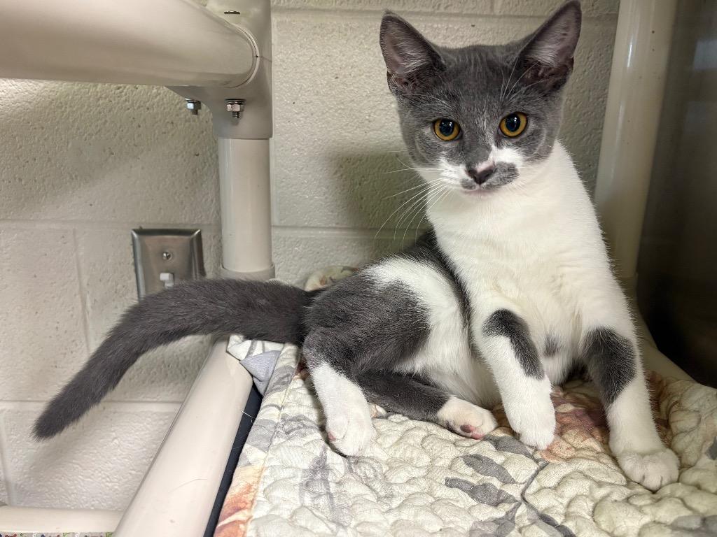 Enlarge Ullie / AC 27176 D, a Adoptable mixed breed in Greeneville, TN image 1/1