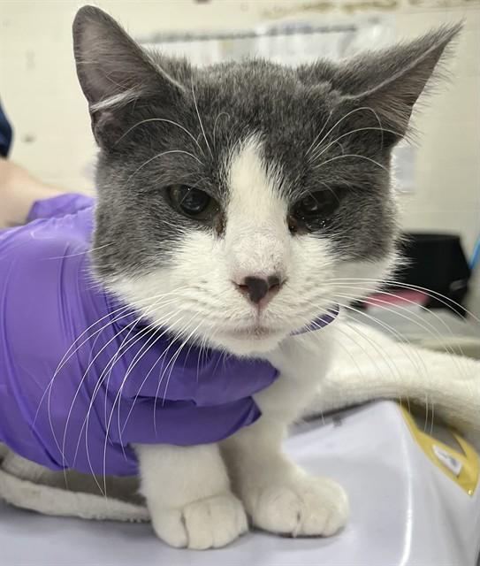 BLAZE — thumbnail 2