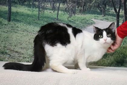 Amber — thumbnail 2