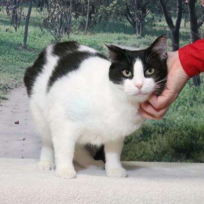 Amber — thumbnail 3