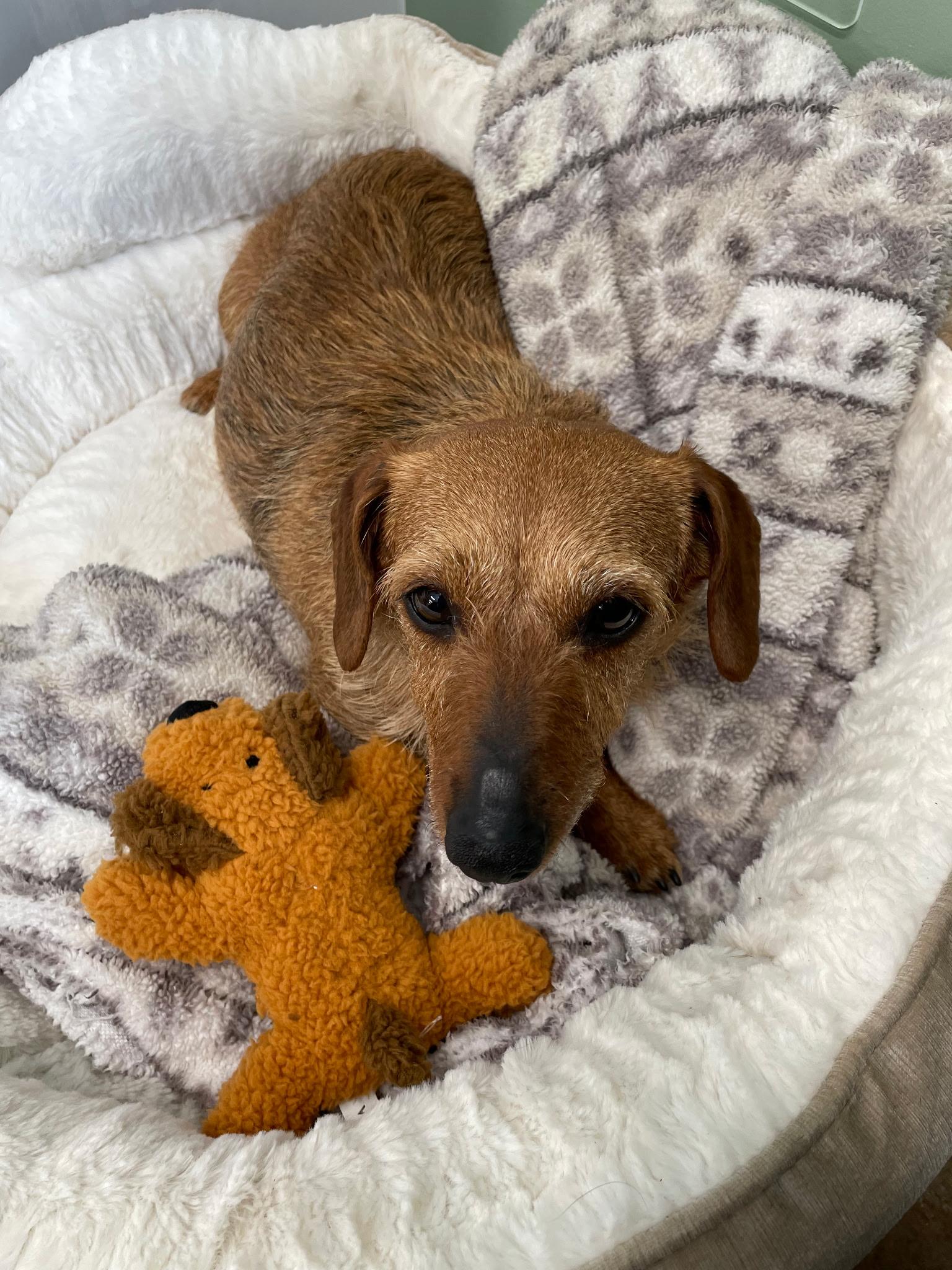 Daisy, adopted, Adult Female Dachshund.
