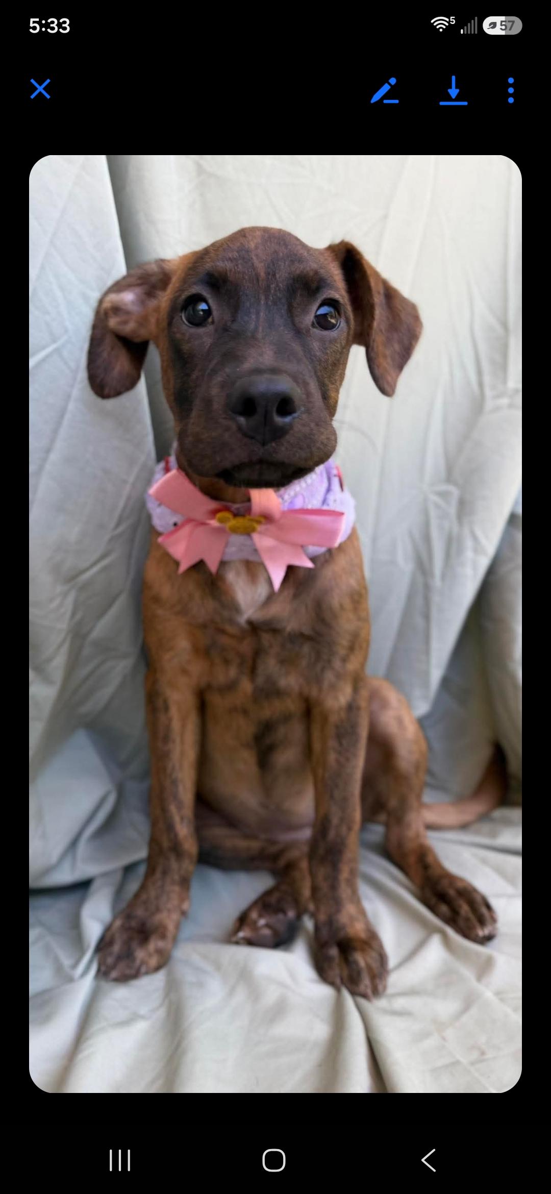 Enlarge Bella, a ADOPTABLE mixed breed in New York, NY image 4/6