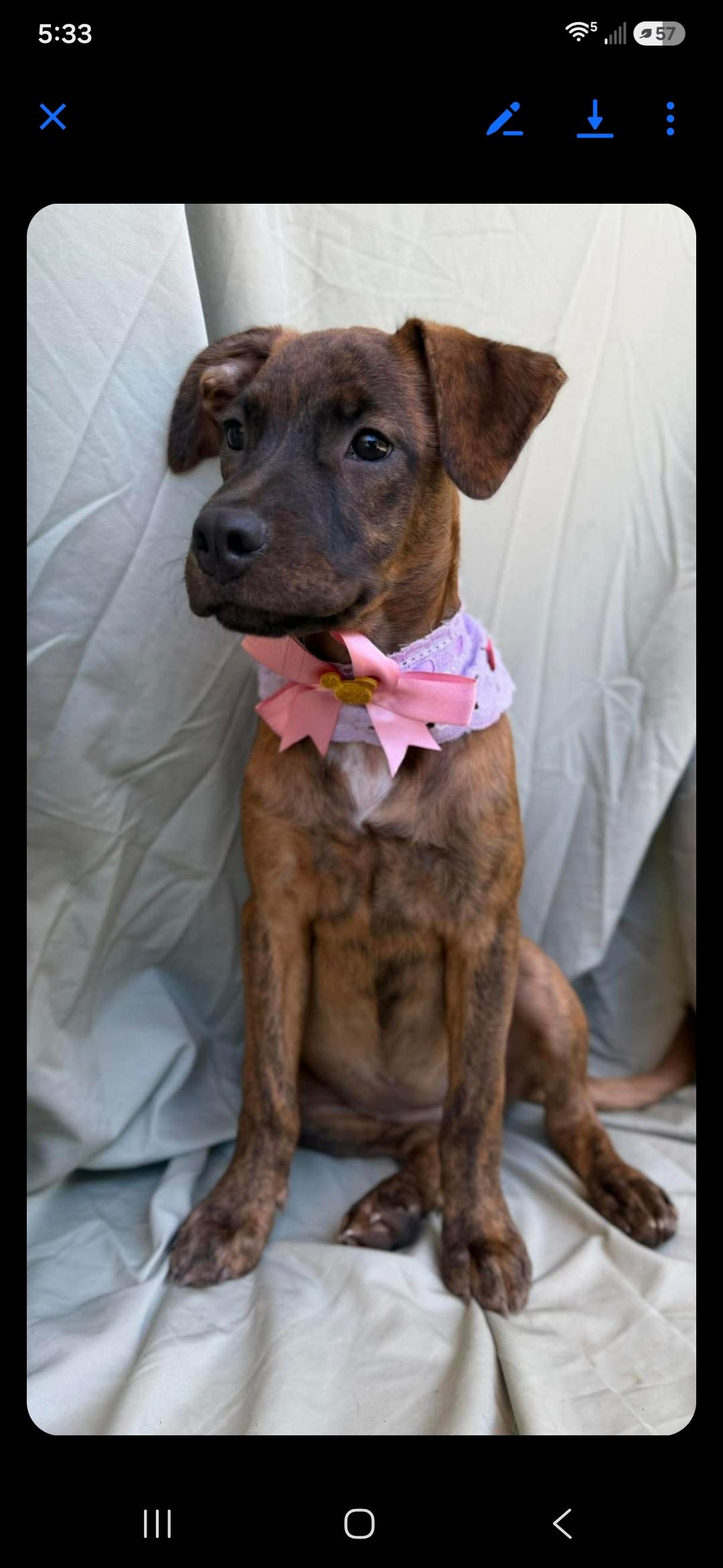 Enlarge Bella, a ADOPTABLE mixed breed in New York, NY image 2/6