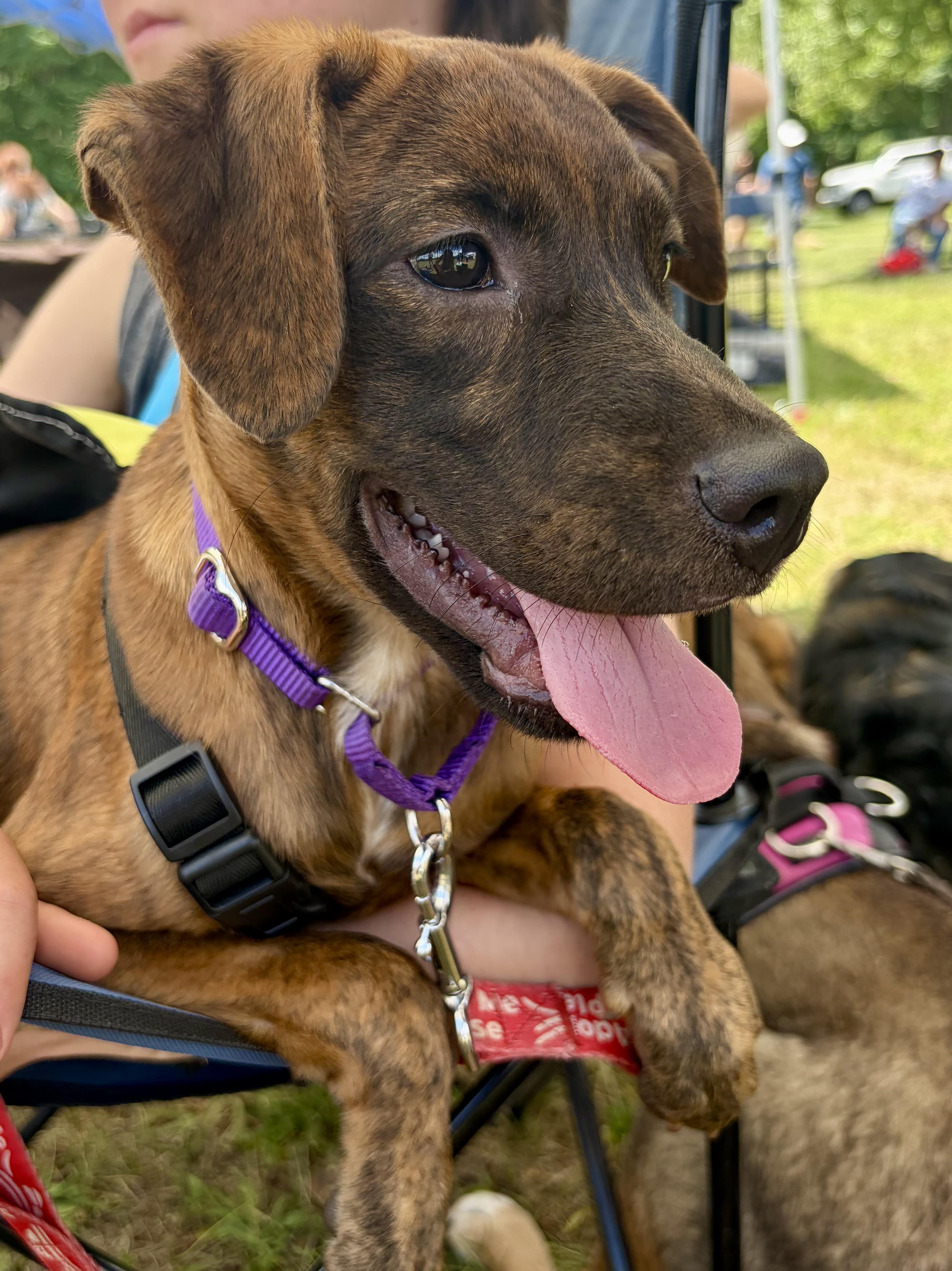 Bella, ADOPTABLE, Puppy Female Labrador Retriever.