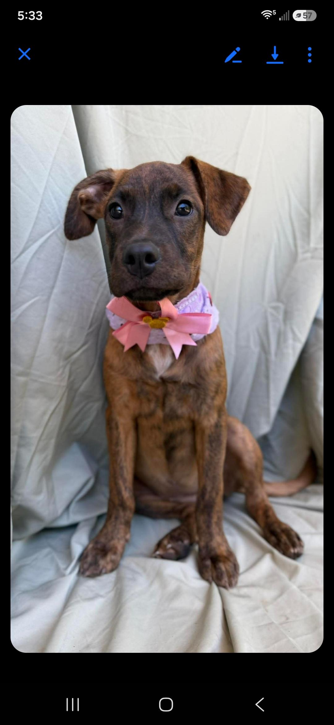 Enlarge Bella, a ADOPTABLE mixed breed in New York, NY image 3/6