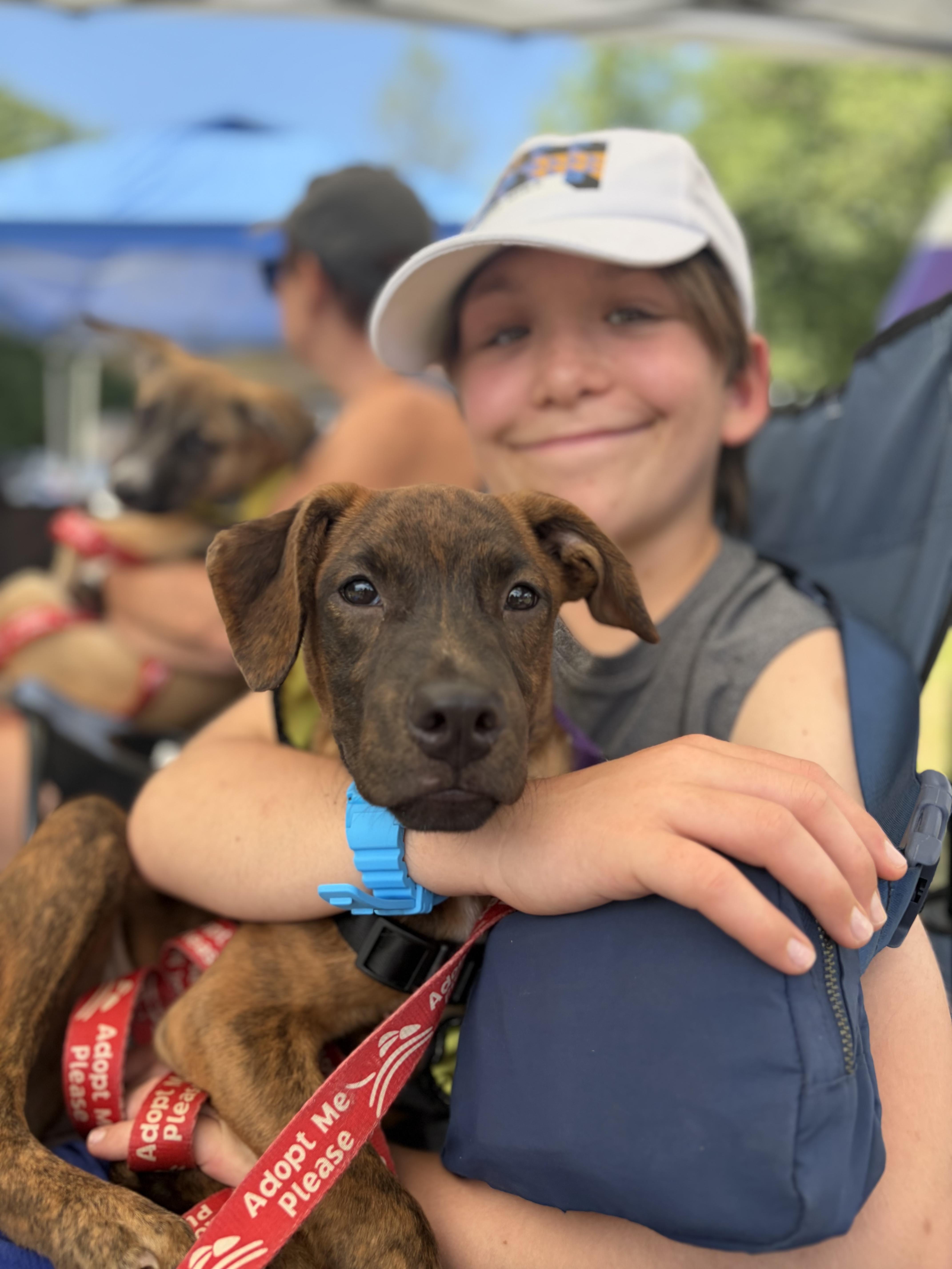 Enlarge Bella, a ADOPTABLE mixed breed in New York, NY image 5/6