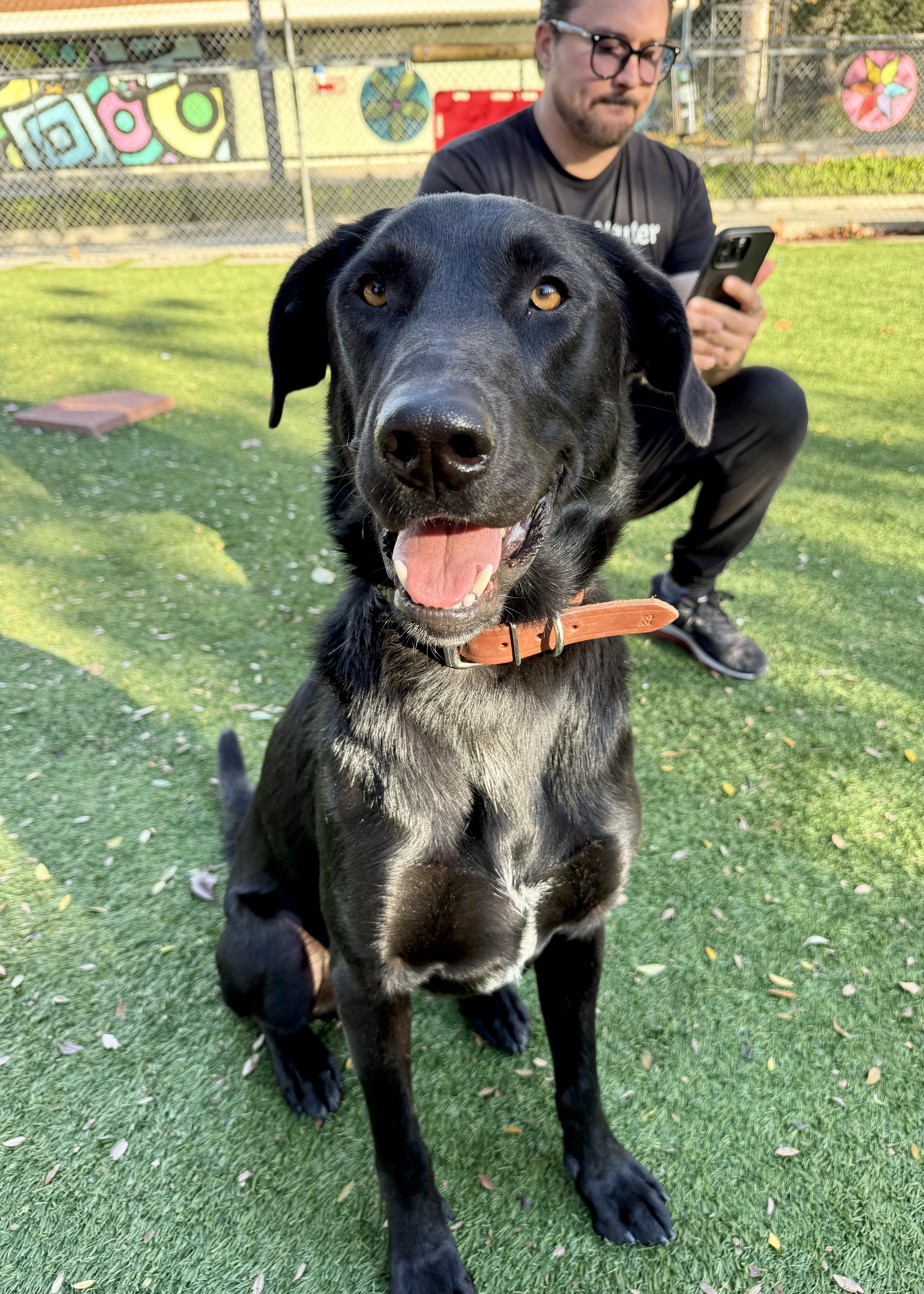 Enlarge Zeus, a ADOPTABLE Labrador Retriever in Thousand Oaks, CA image 3/6