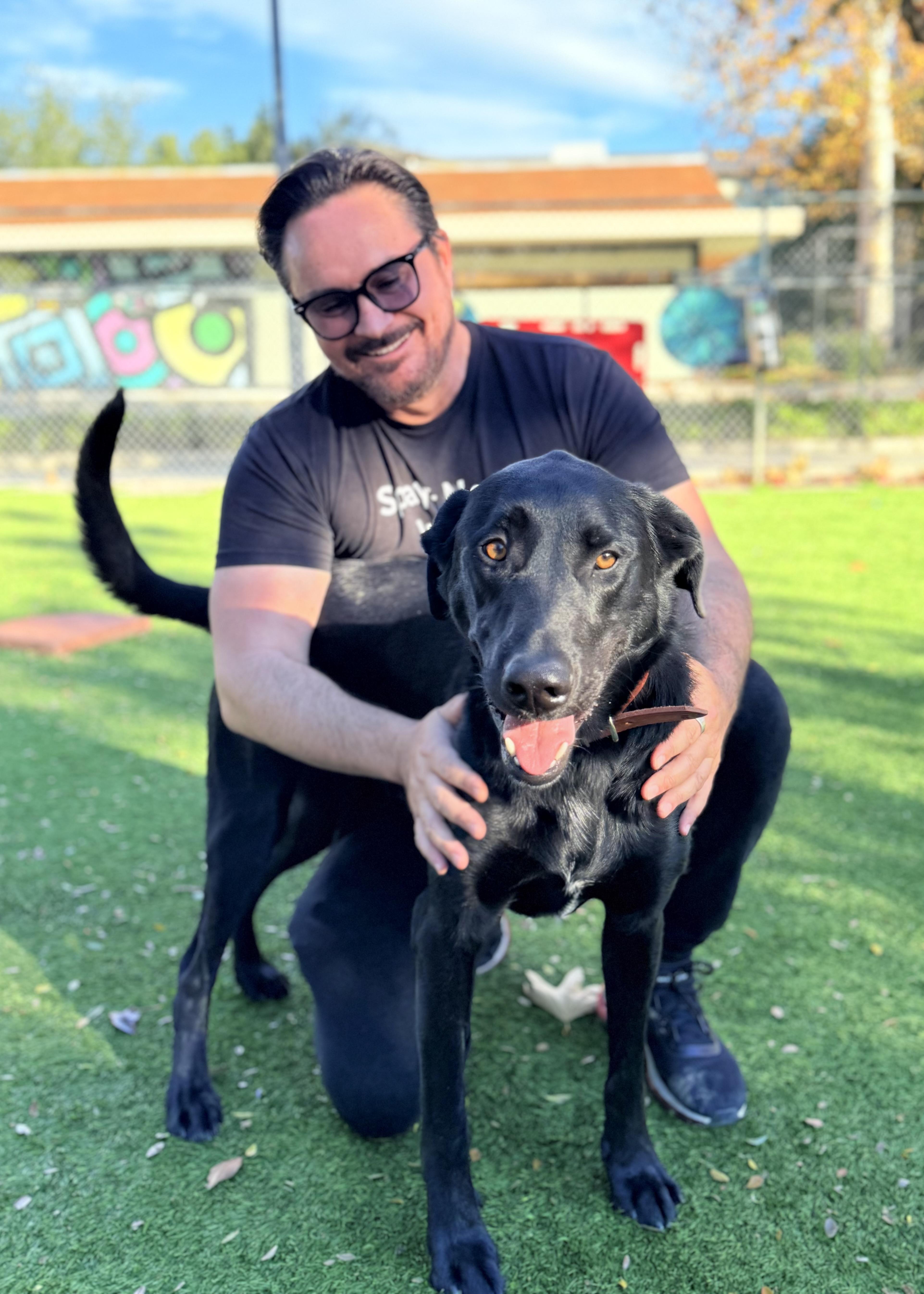 Zeus, ADOPTABLE, Young Male Labrador Retriever.