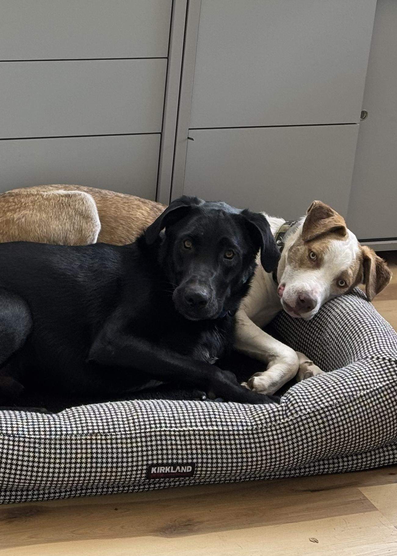 Enlarge Zeus, a ADOPTABLE Labrador Retriever in Thousand Oaks, CA image 4/6