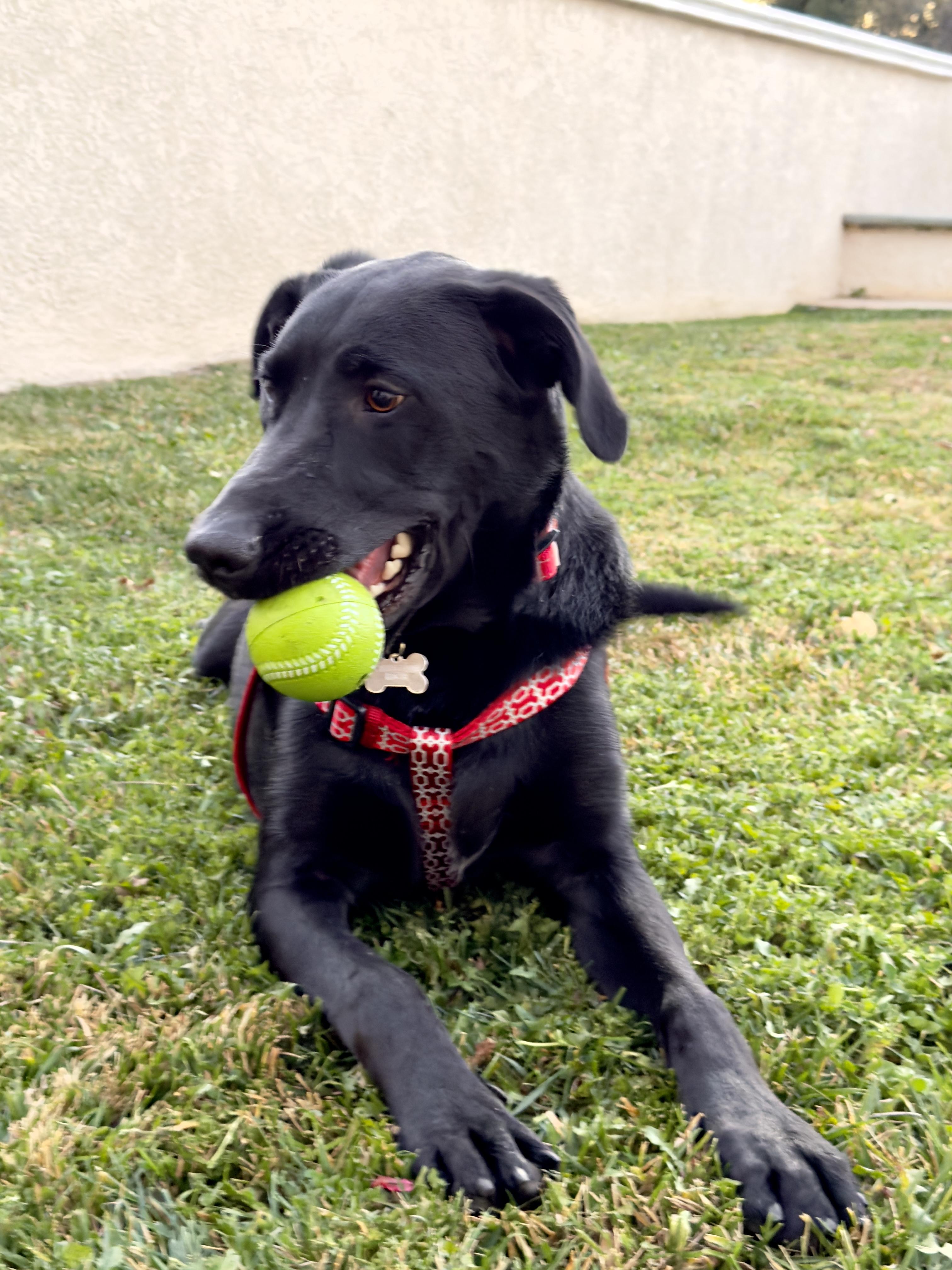 Enlarge Zeus, a ADOPTABLE Labrador Retriever in Thousand Oaks, CA image 5/6