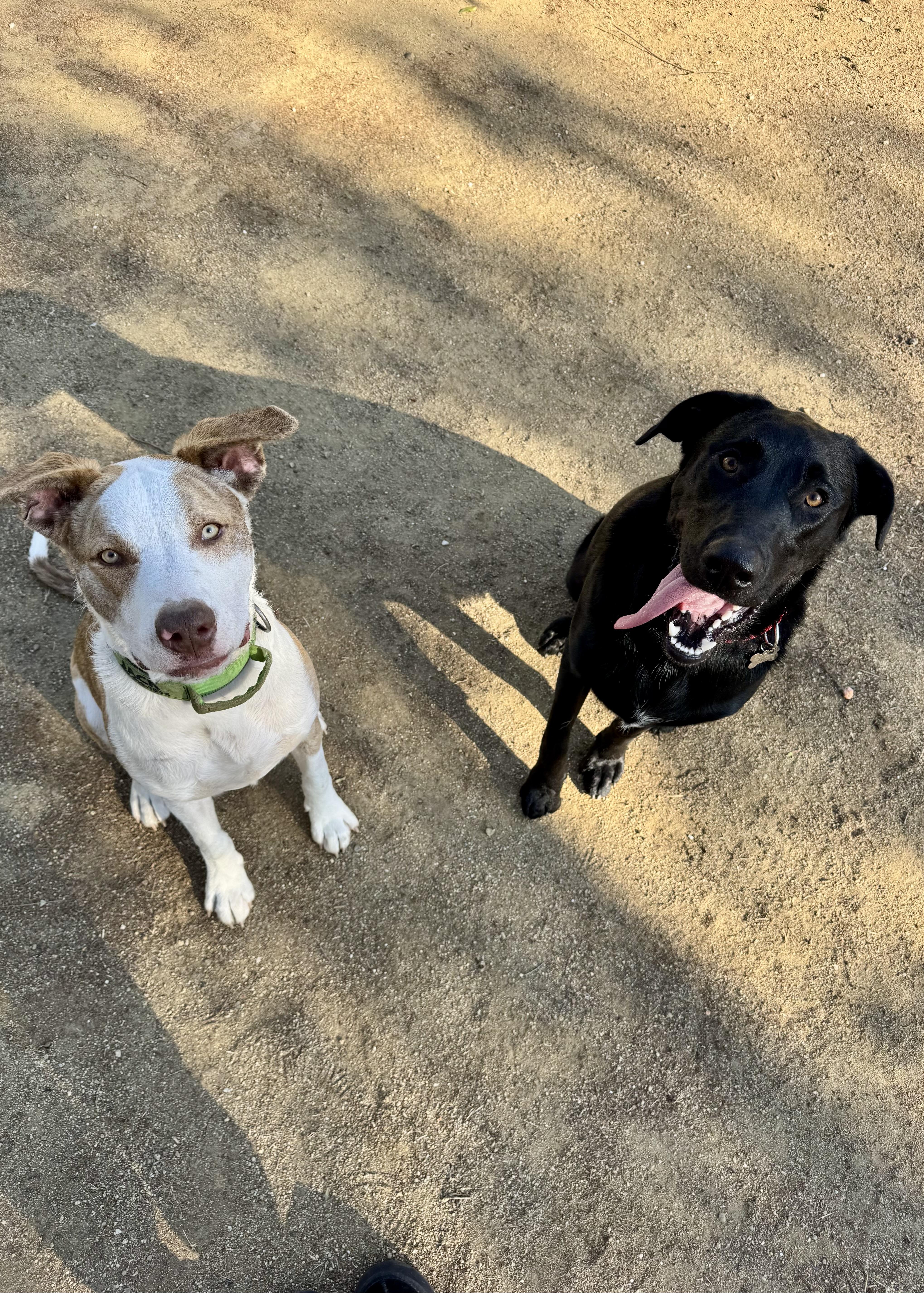 Enlarge Zeus, a ADOPTABLE Labrador Retriever in Thousand Oaks, CA image 6/6