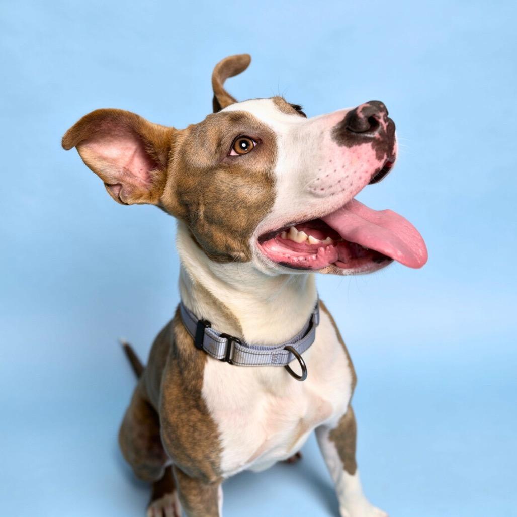 Enlarge Donner, a Adoptable Mixed Breed in Bangall, NY image 1/2