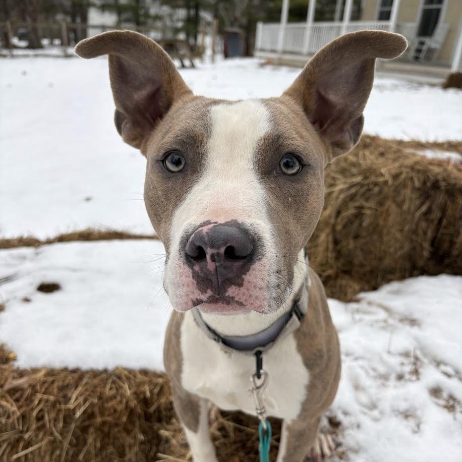 Enlarge Arrow, a Adoptable Mixed Breed in Bangall, NY image 2/4