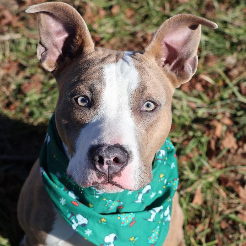 Enlarge Donner, a Adoptable Mixed Breed in Bangall, NY image 1/1