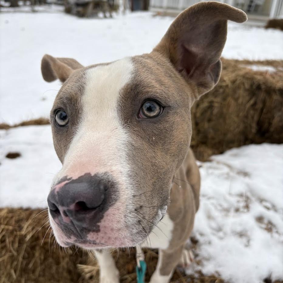 Enlarge Arrow, a Adoptable Mixed Breed in Bangall, NY image 4/4