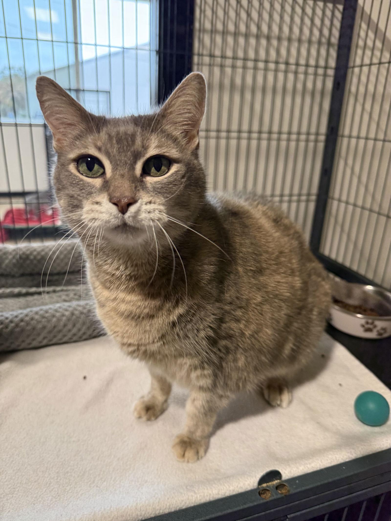 Enlarge Kitty Cat FH, a Adoptable Domestic Short Hair in Sanford, FL image 1/3