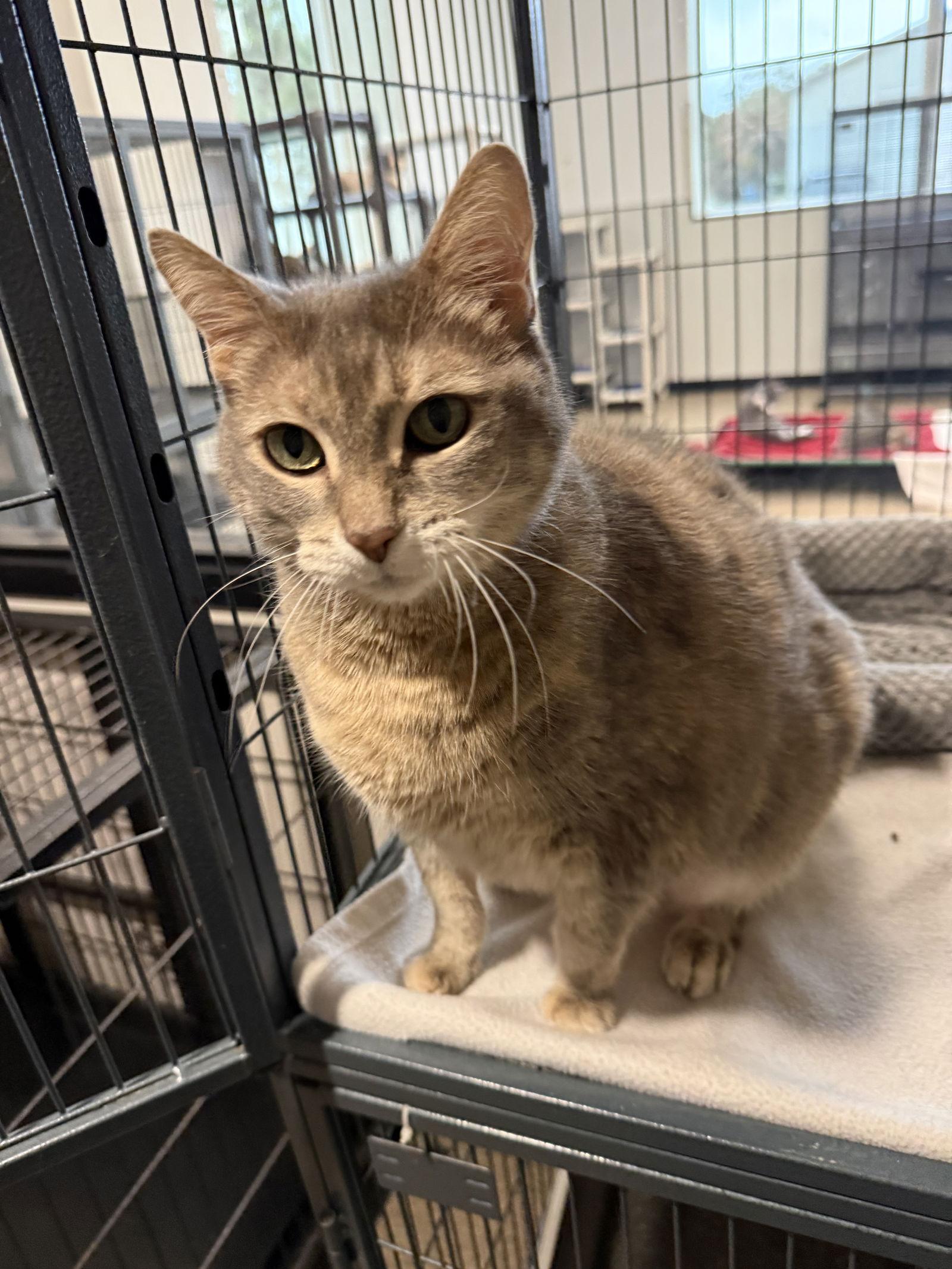 Enlarge Kitty Cat FH, a Adoptable Domestic Short Hair in Sanford, FL image 2/3