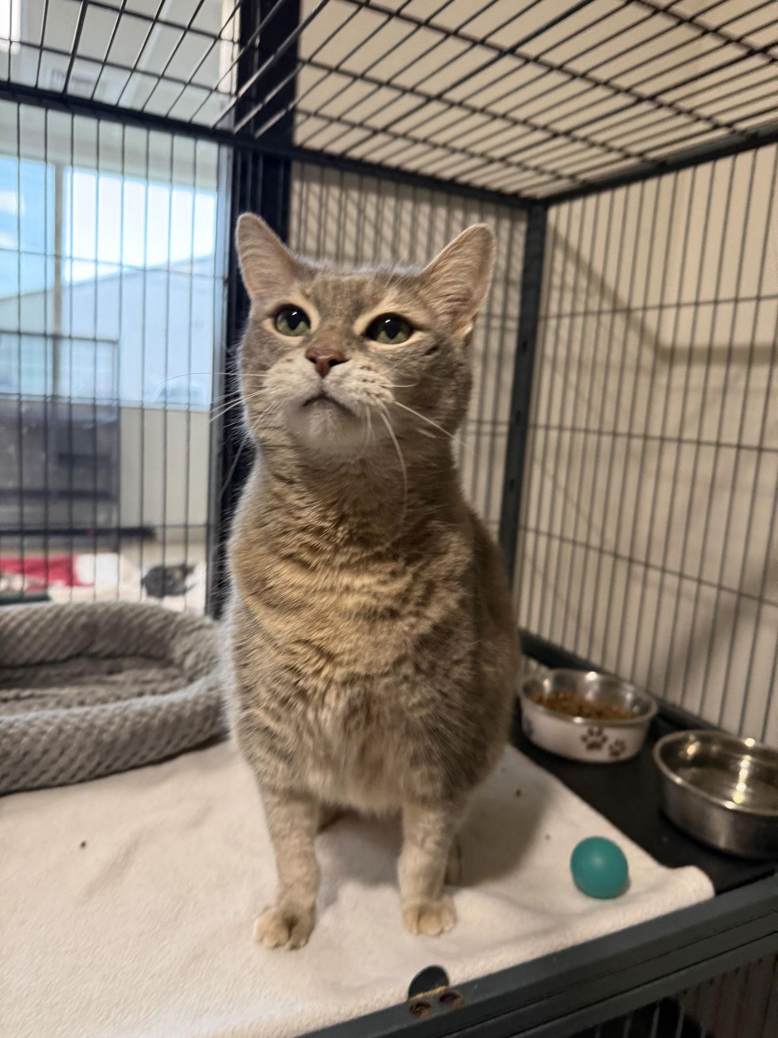 Enlarge Kitty Cat FH, a Adoptable Domestic Short Hair in Sanford, FL image 3/3