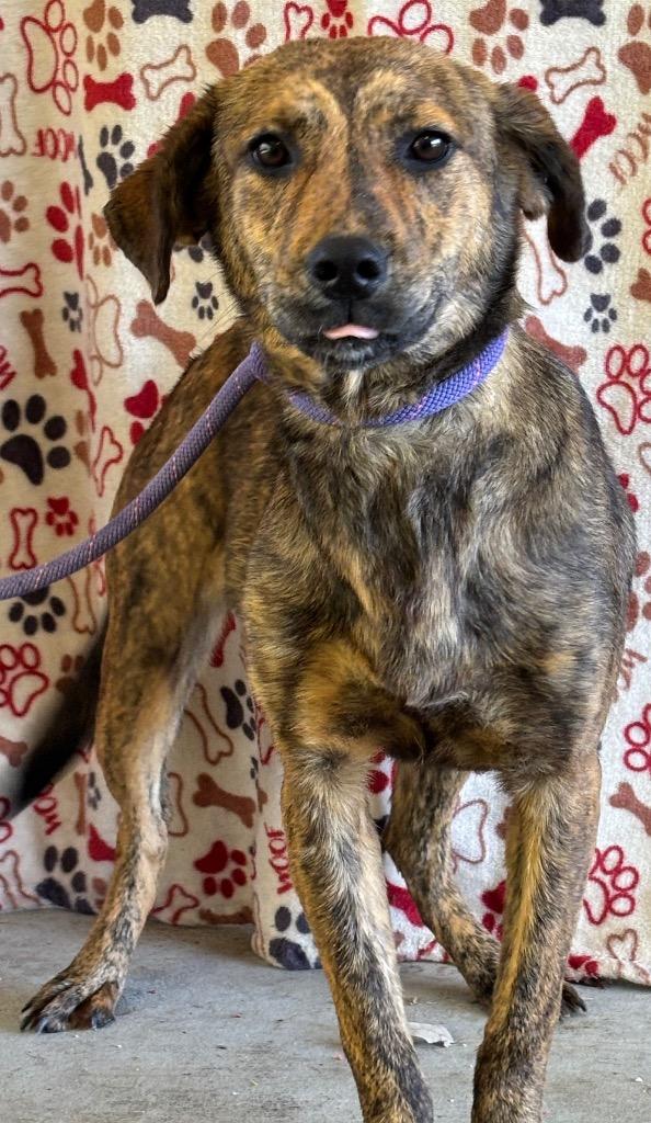 Big Baby, Adoptable, Young Female Pit Bull Terrier & Golden Retriever.