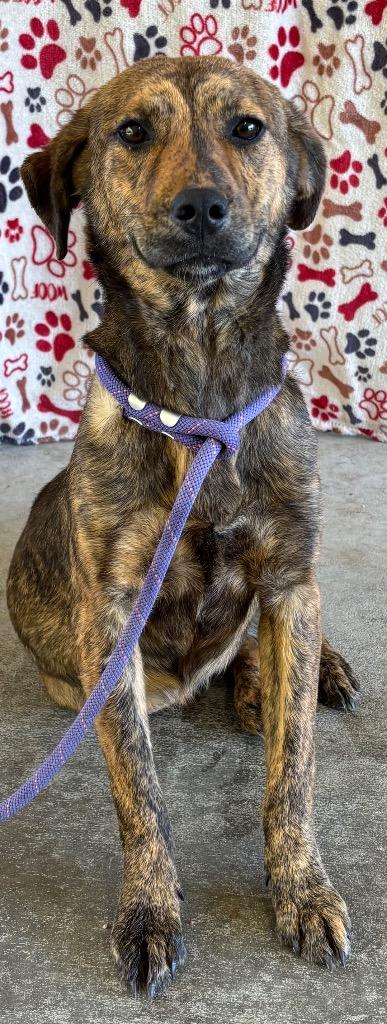 Enlarge Big Baby, a Adoptable mixed breed in Swainsboro, GA image 2/5